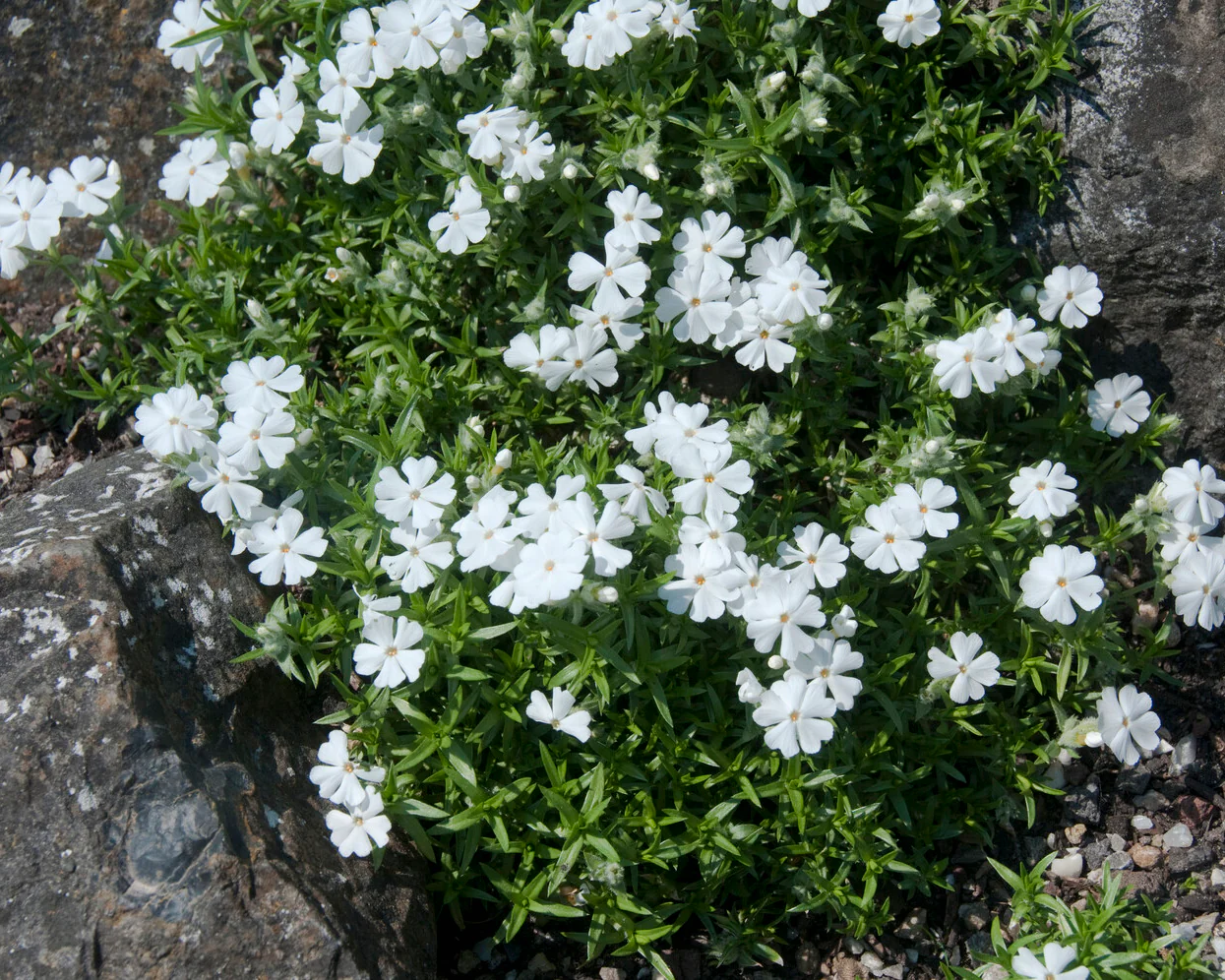 Phlox 'Ground White' - Image 9
