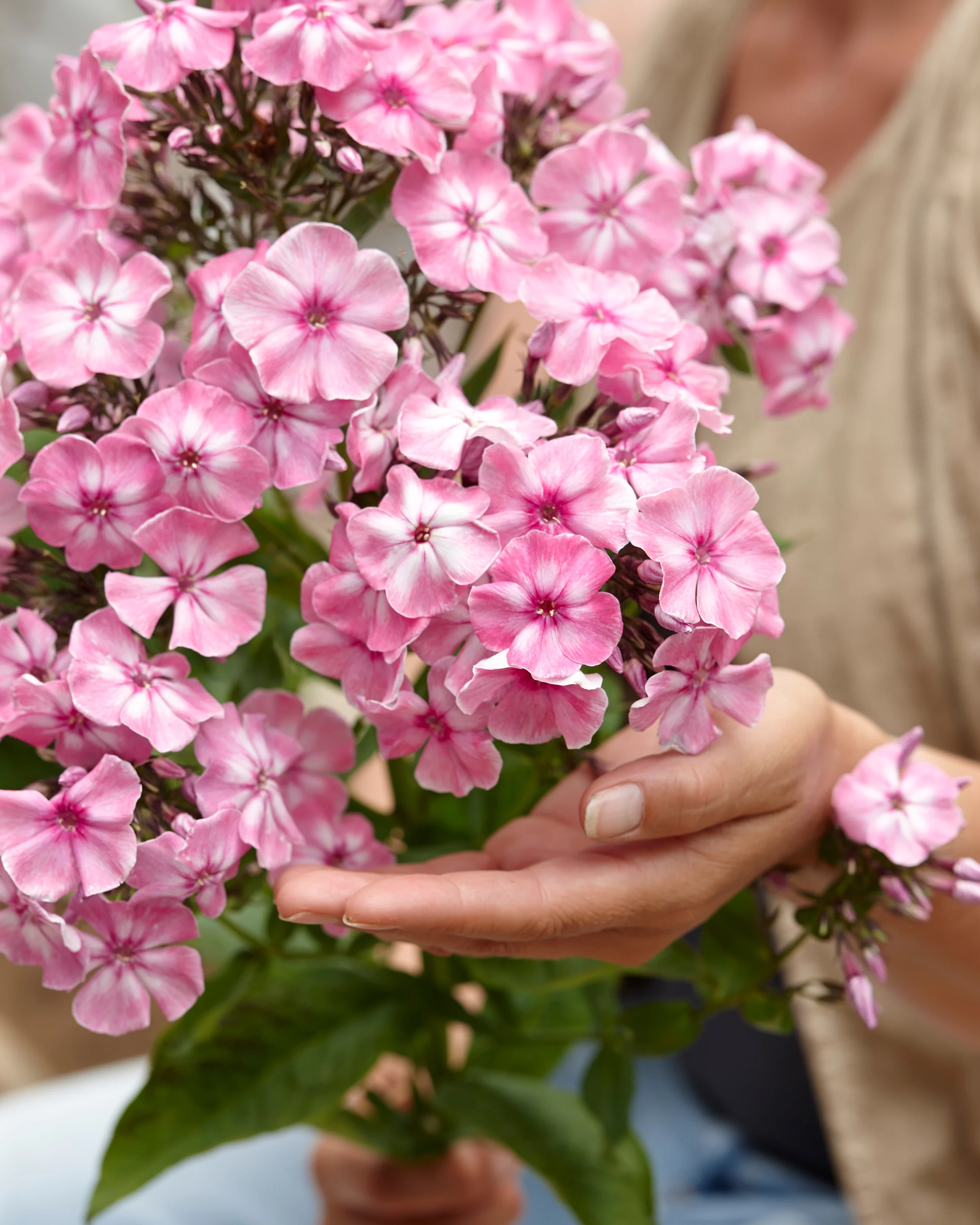 Phlox 'Hercules' - Image 3