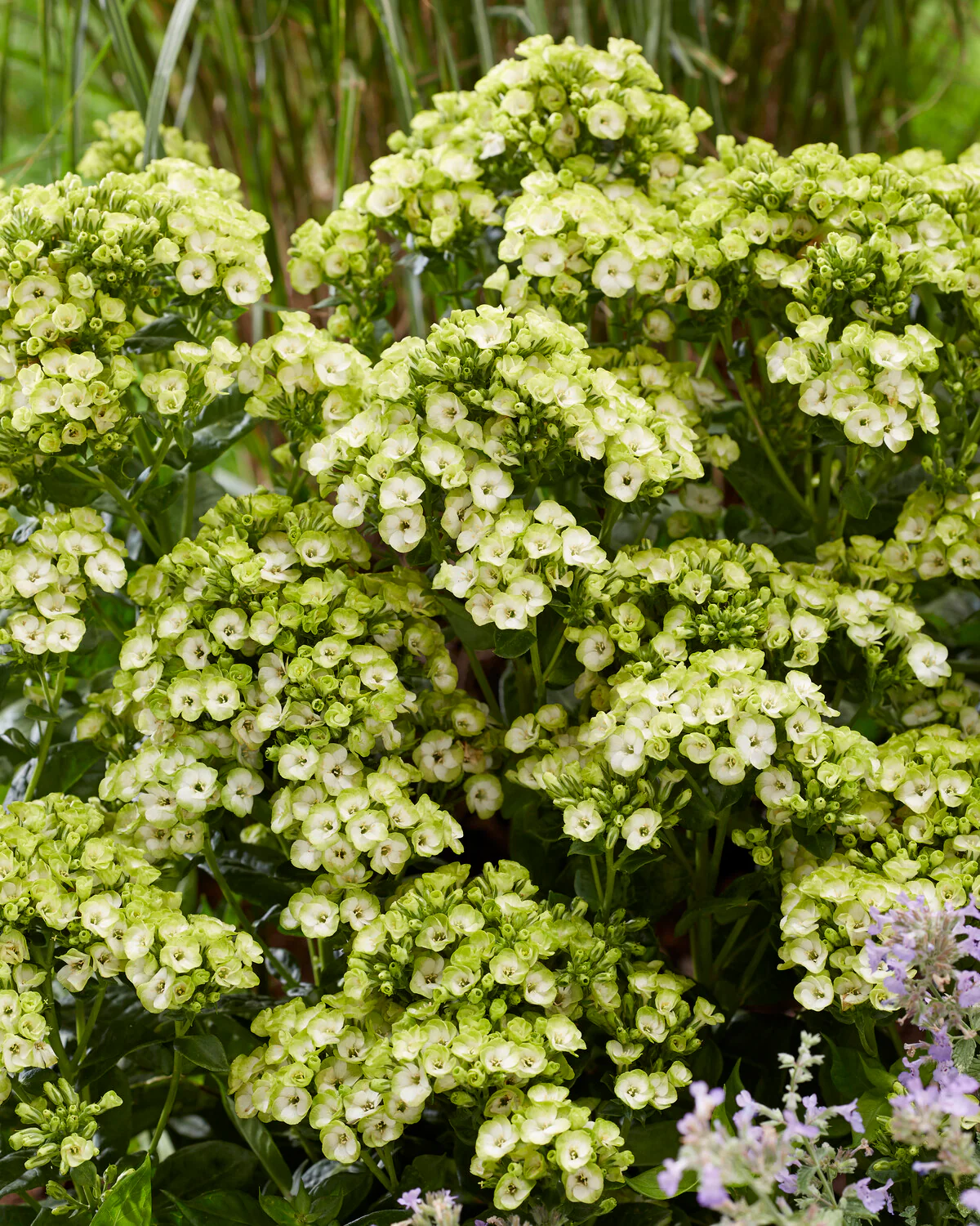 Phlox 'Orchid Green' - Image 3
