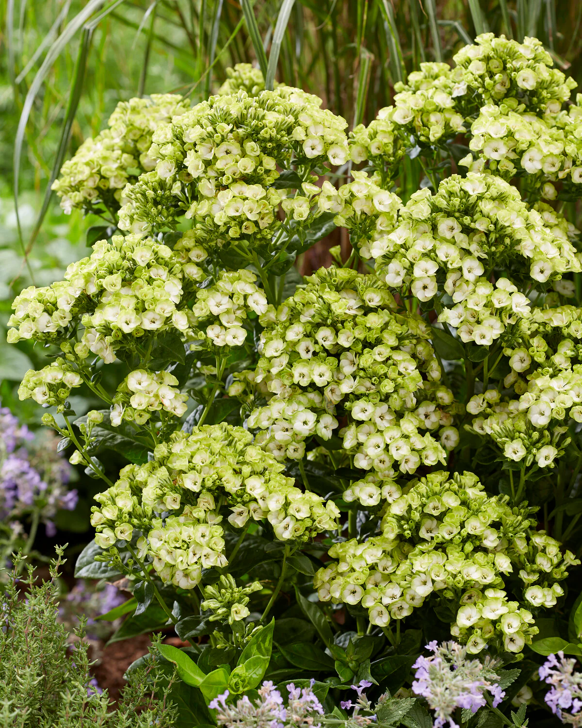 Phlox 'Orchid Green' - Image 6