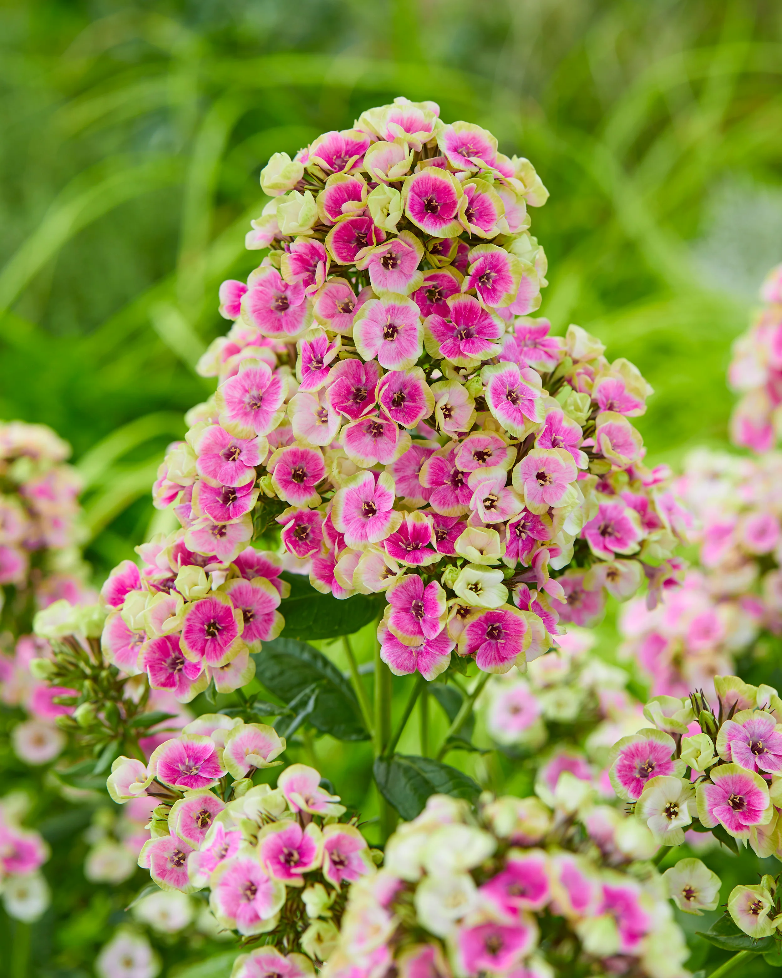 Phlox 'Orchid Yellow' - Image 2