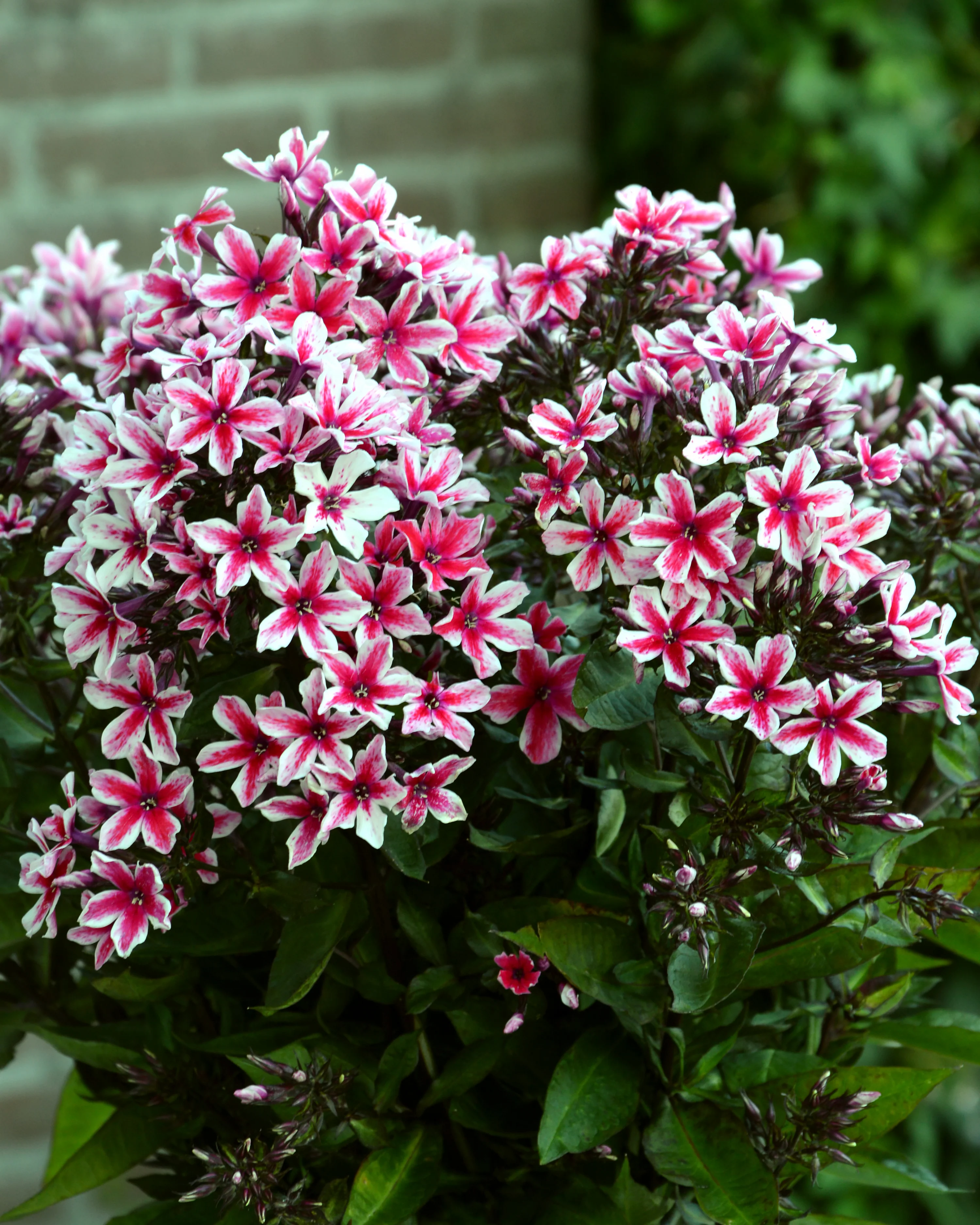 Phlox 'Palmyra' - Image 3
