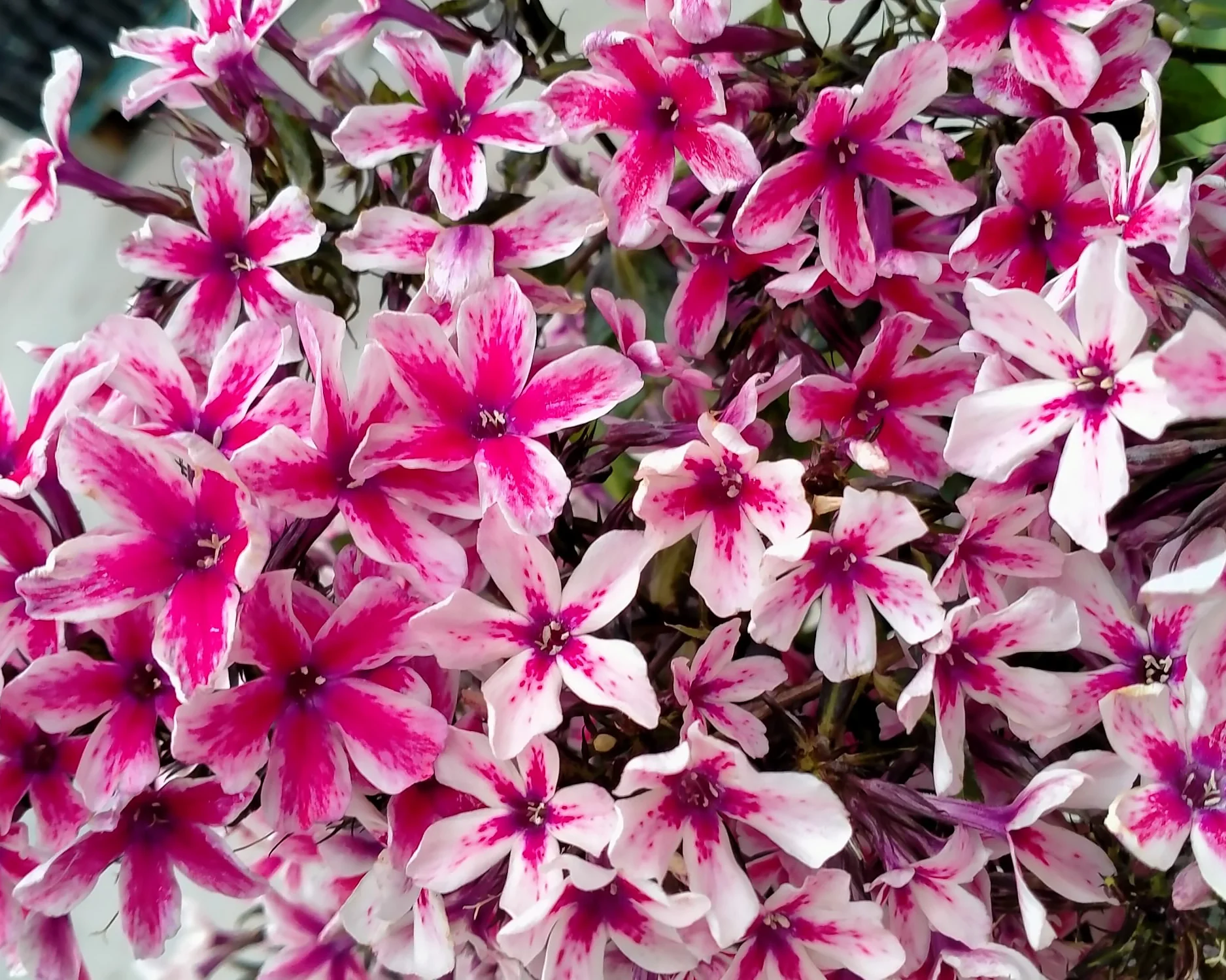 Phlox 'Palmyra' - Image 4