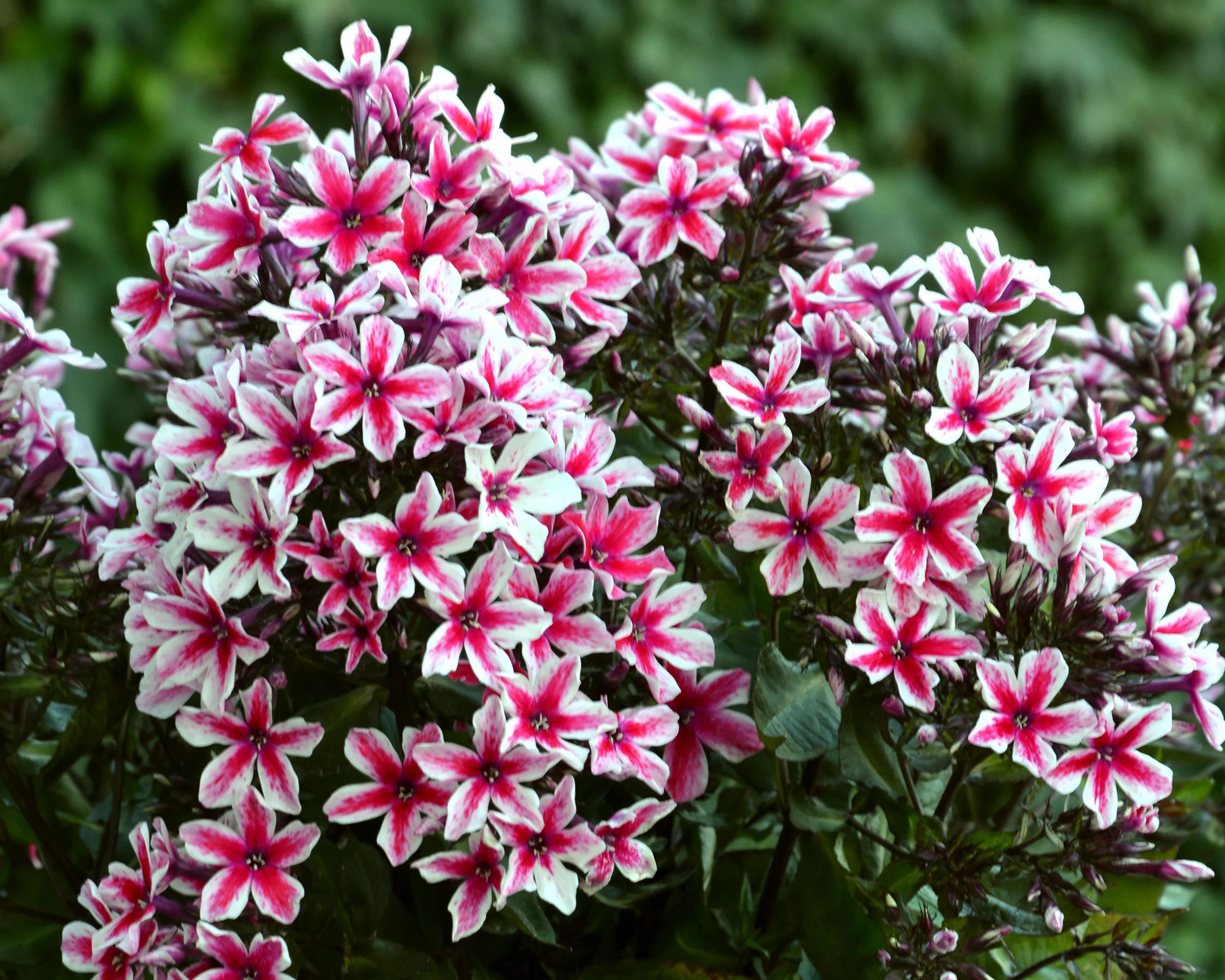 Phlox 'Palmyra' - Image 5