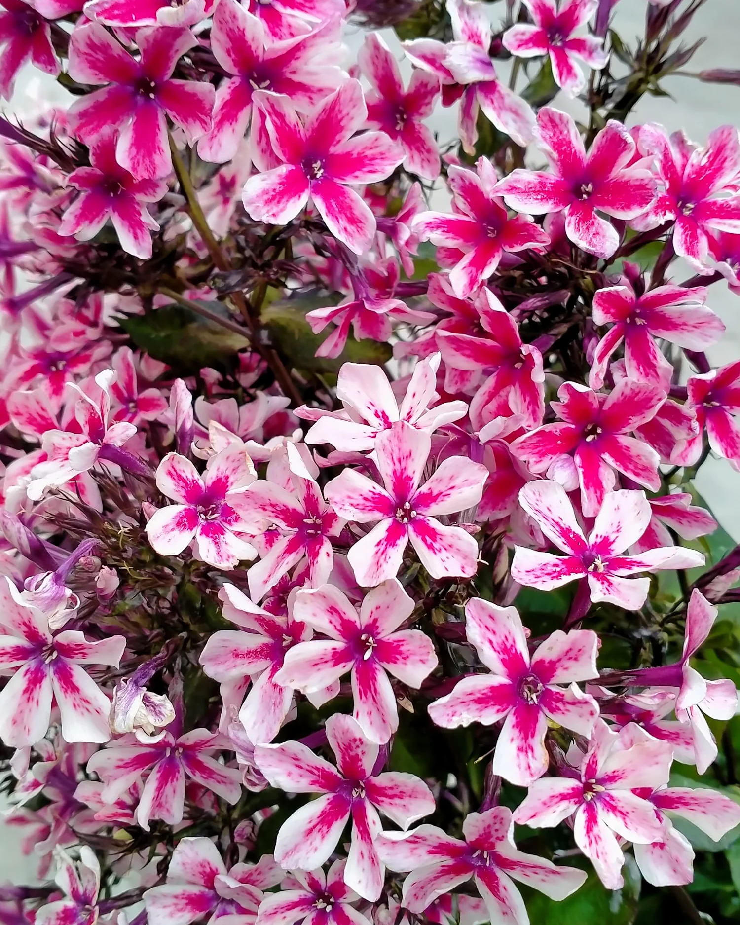 Phlox 'Palmyra' - Image 6