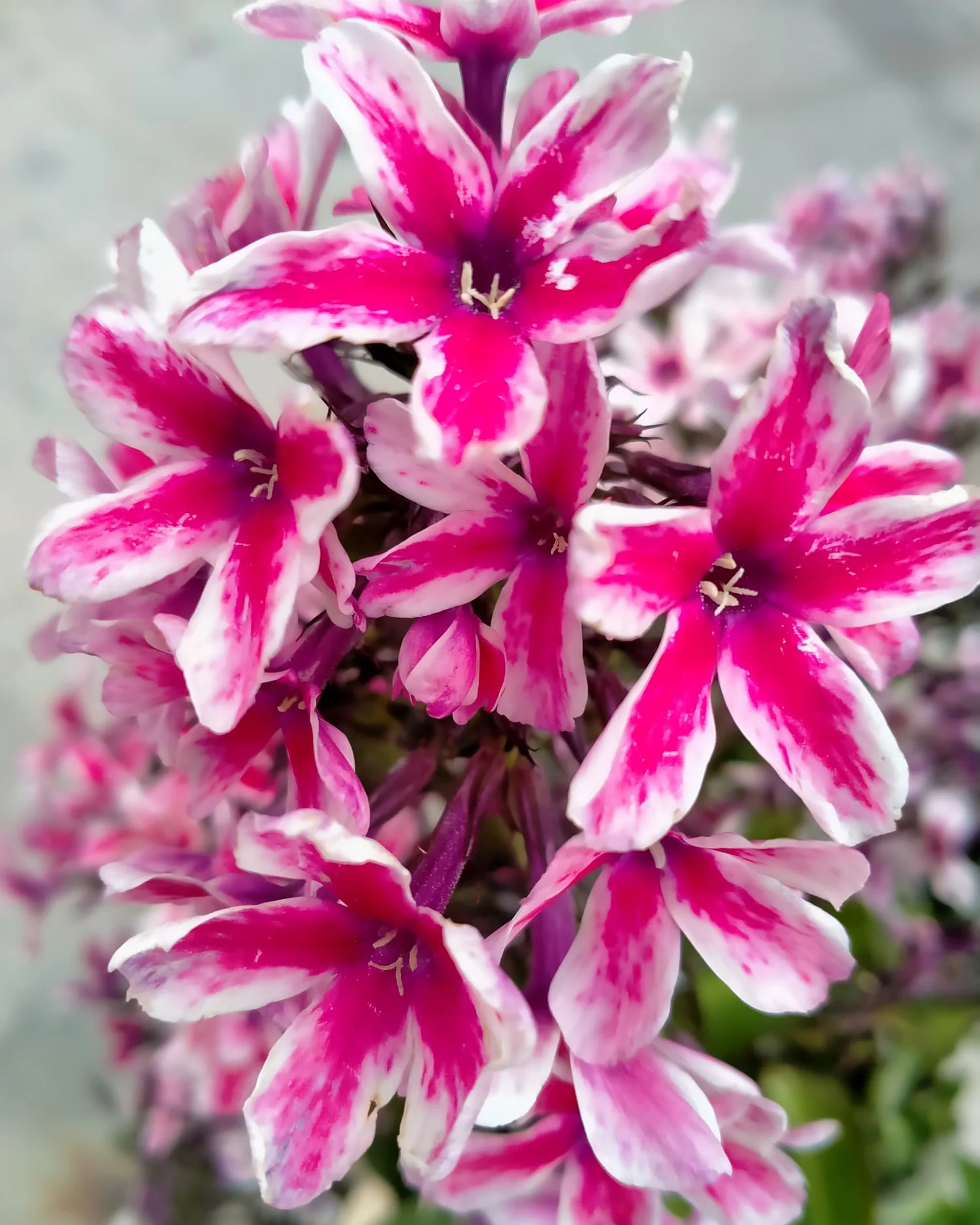 Phlox 'Palmyra' - Image 7