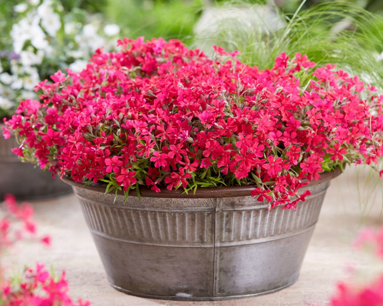 Phlox 'Red Carpet' - Image 2