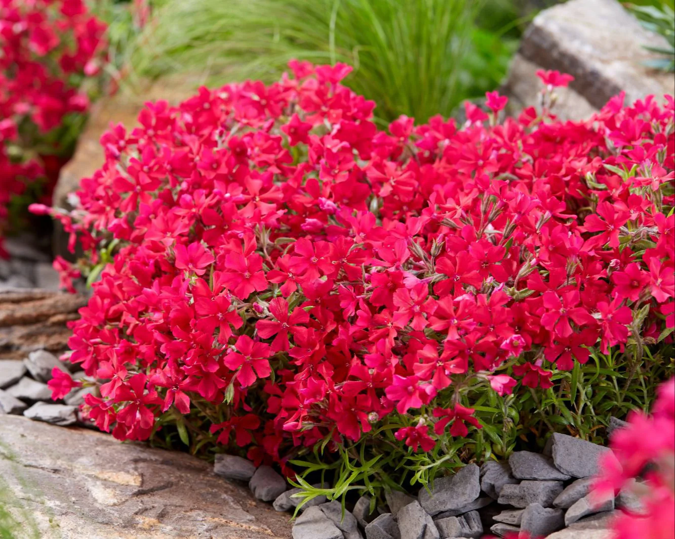 Phlox 'Red Carpet' - Image 3