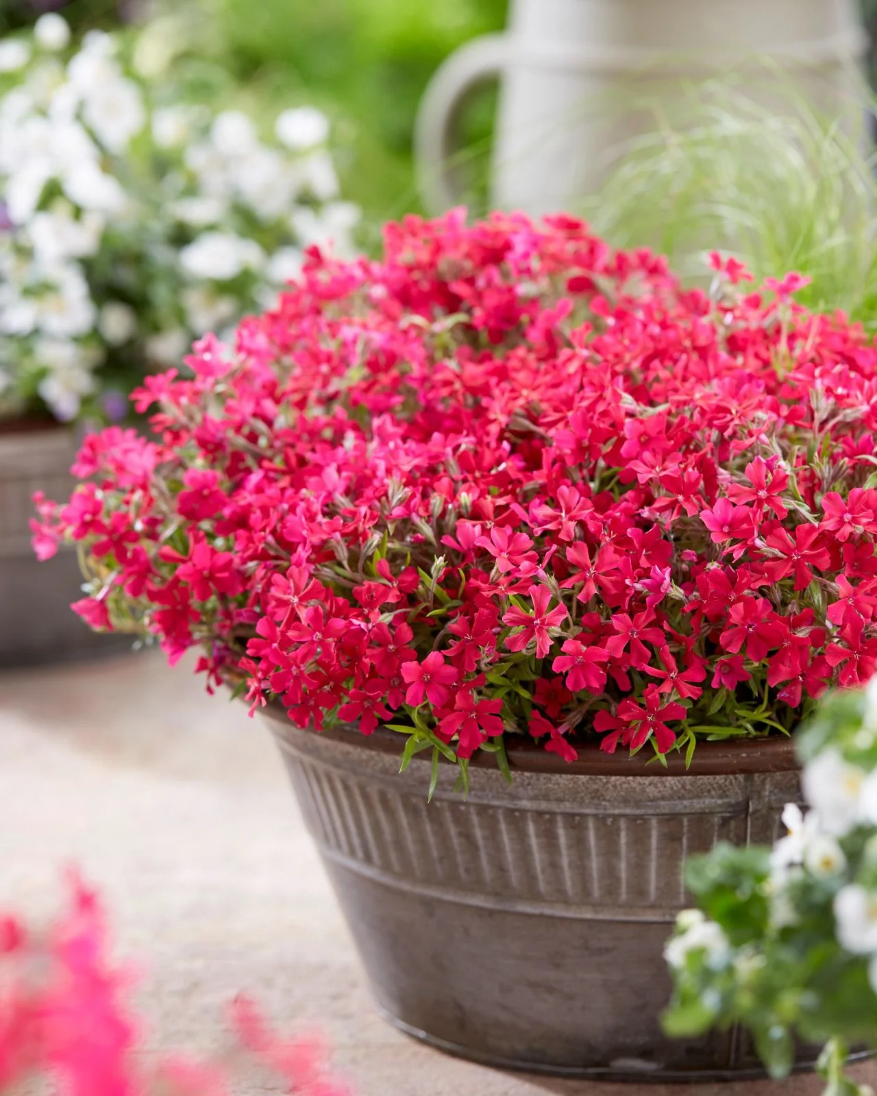 Phlox 'Red Carpet' - Image 4