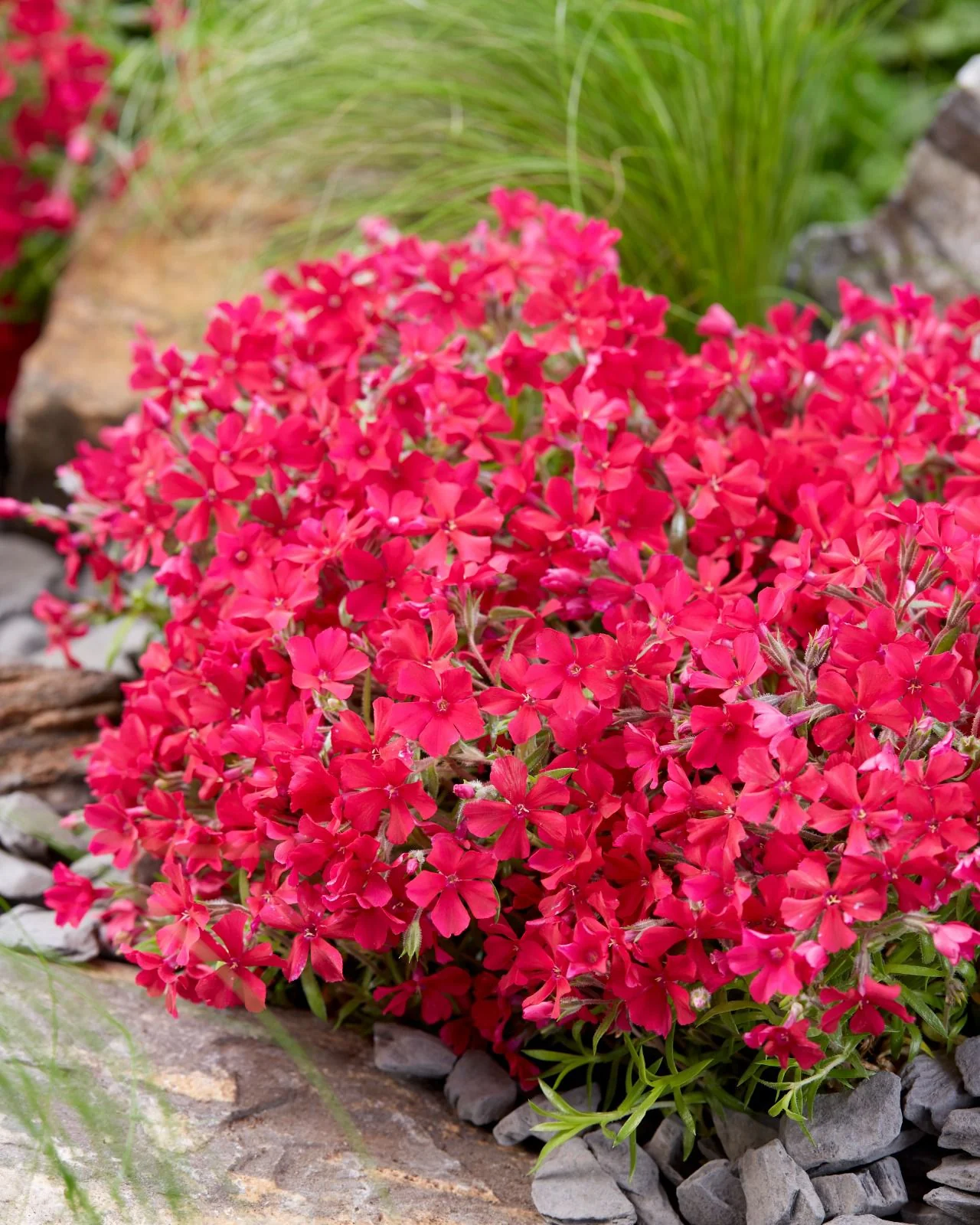 Phlox 'Red Carpet' - Image 7