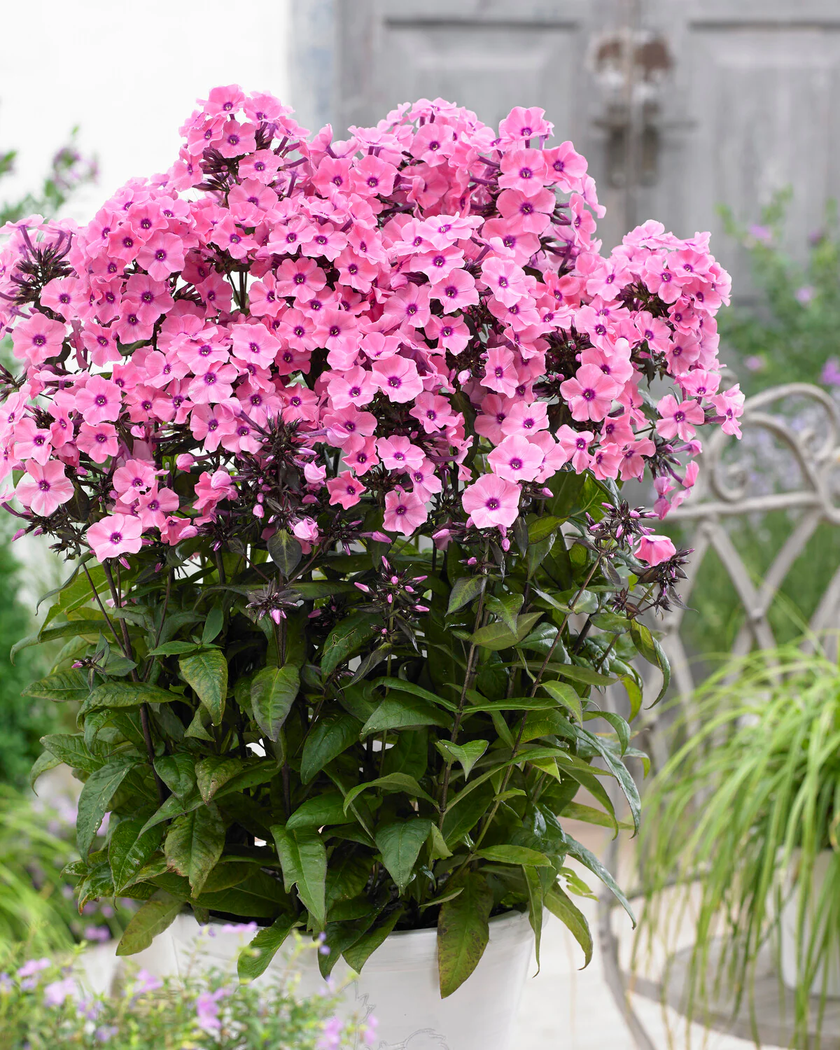 Phlox 'Sweet Summer Dream' - Image 3