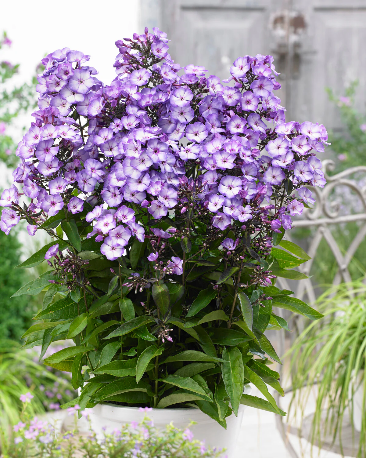 Phlox 'Sweet Summer Fantasy' - Image 3