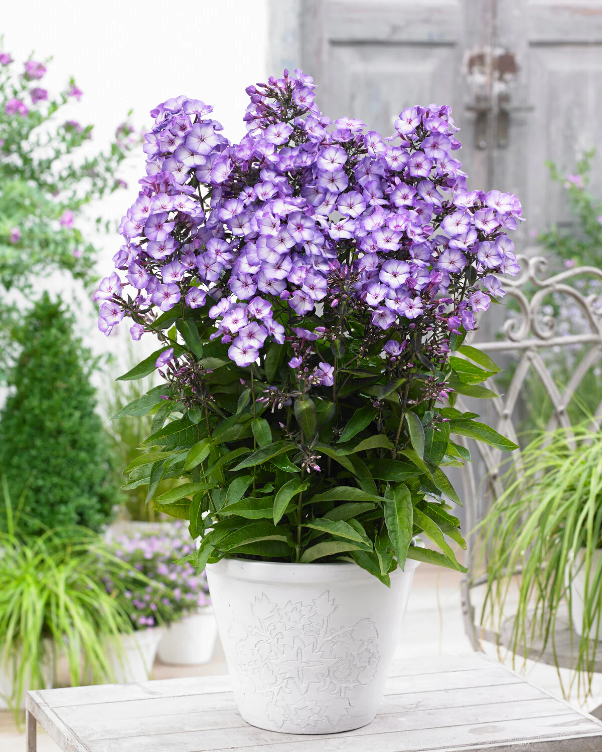 Phlox 'Sweet Summer Fantasy' - Image 4
