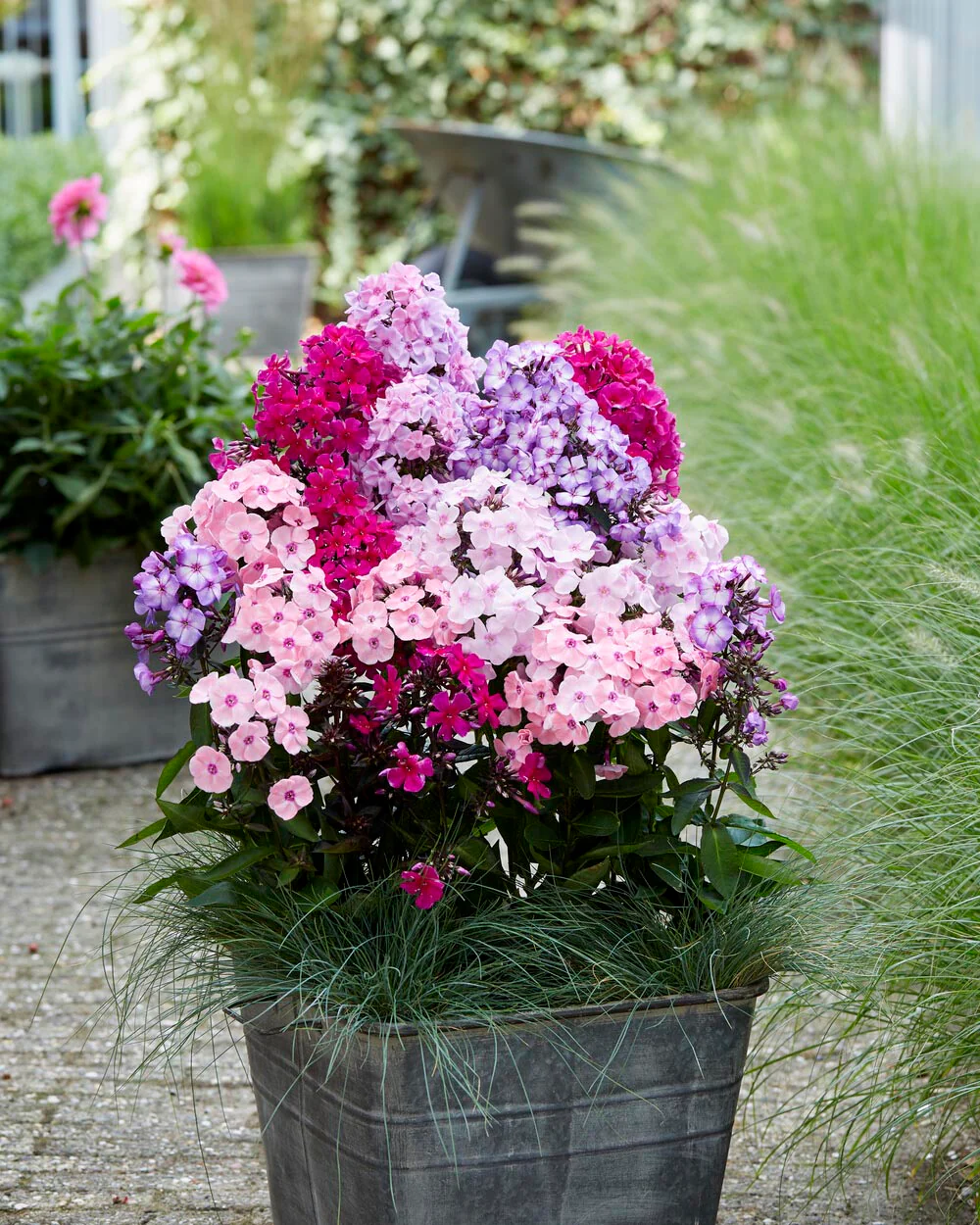 Phlox 'Sweet Summer Mix' - Image 4