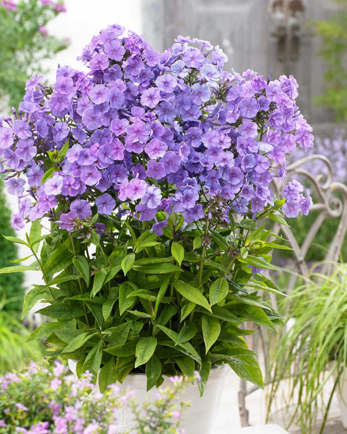 Phlox 'Sweet Summer Ocean' - Image 3