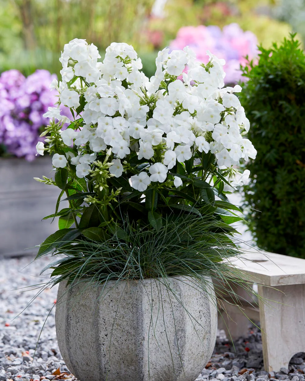 Phlox 'Sweet Summer Snow' - Image 3