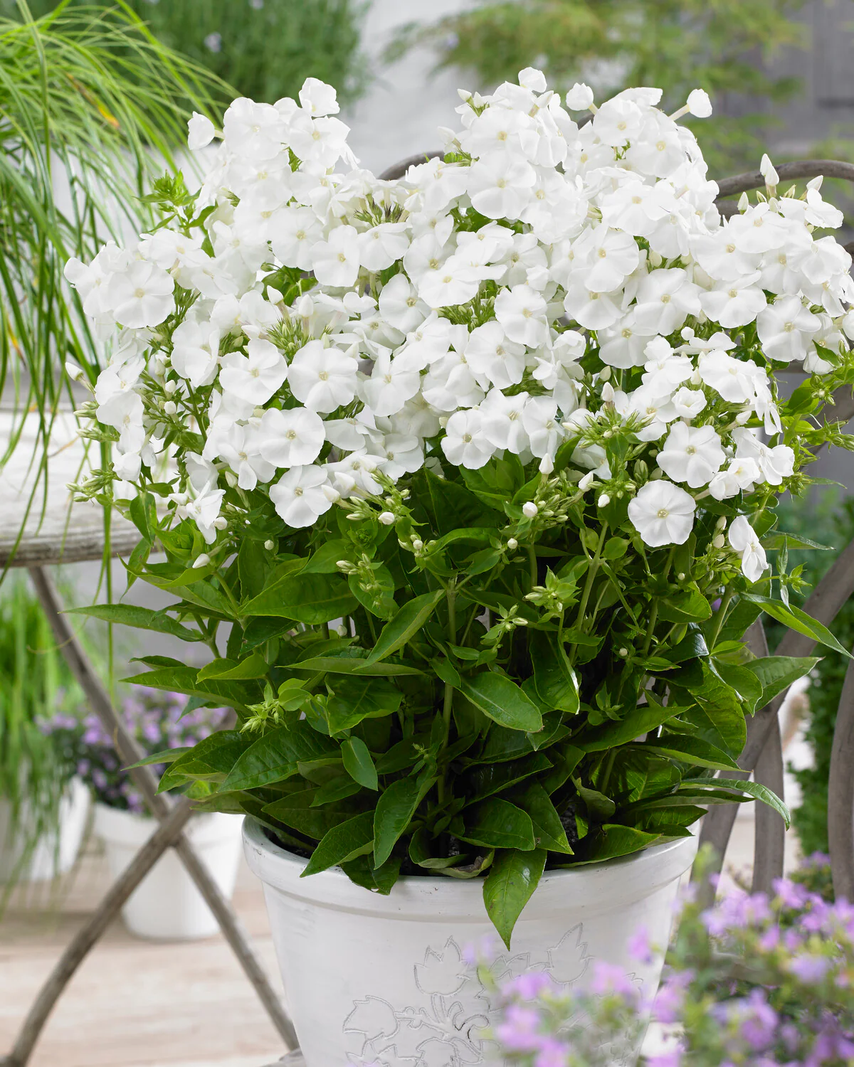 Phlox 'Sweet Summer Snow' - Image 4
