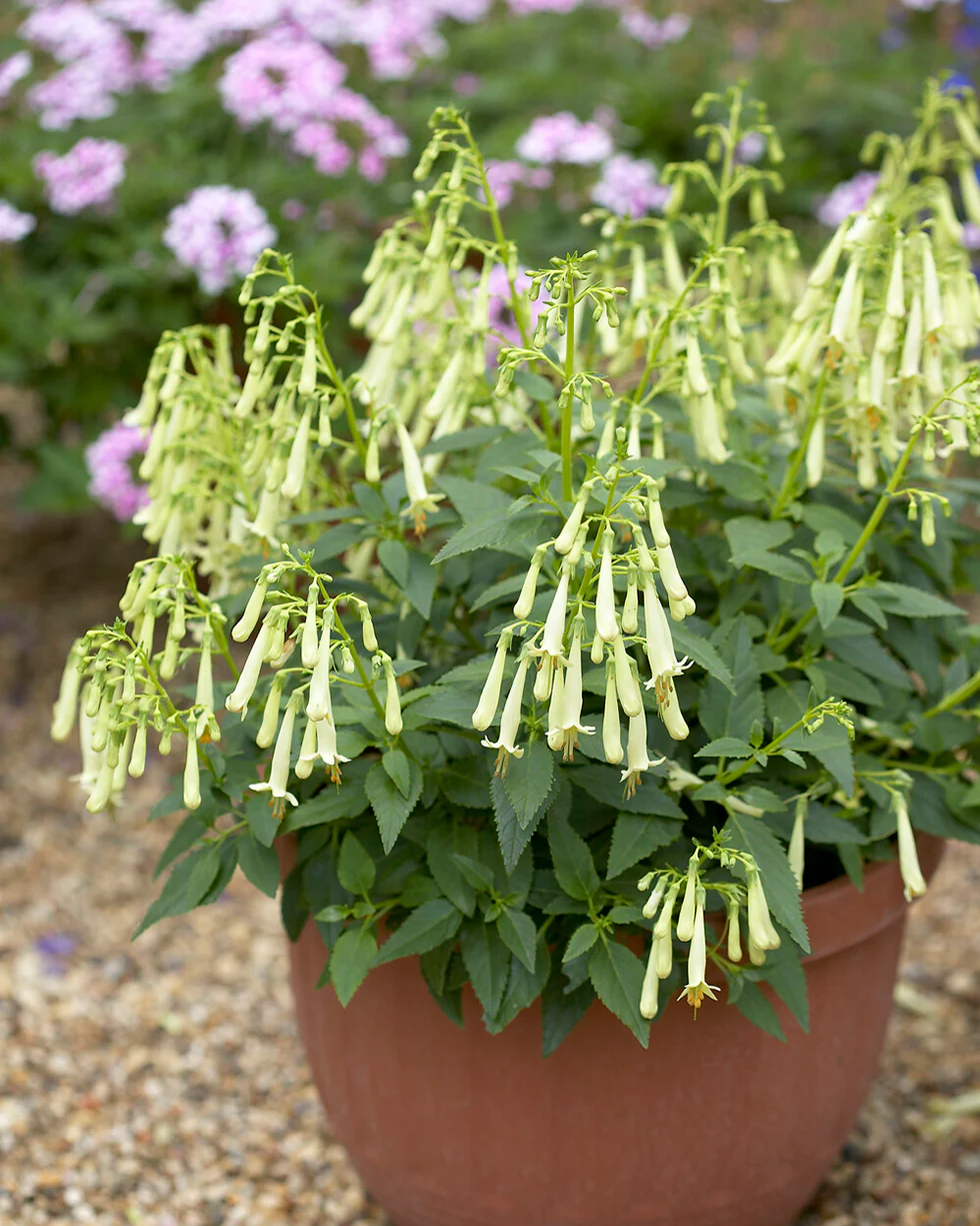 Phygelius 'Candy Drops Cream' - Image 2