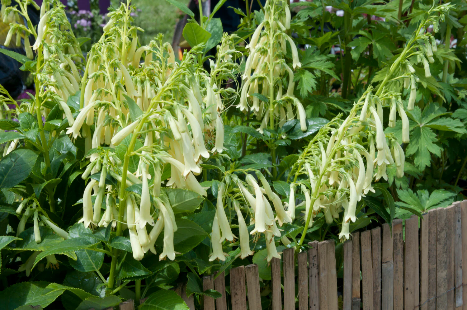 Phygelius 'Candy Drops Cream' - Image 6