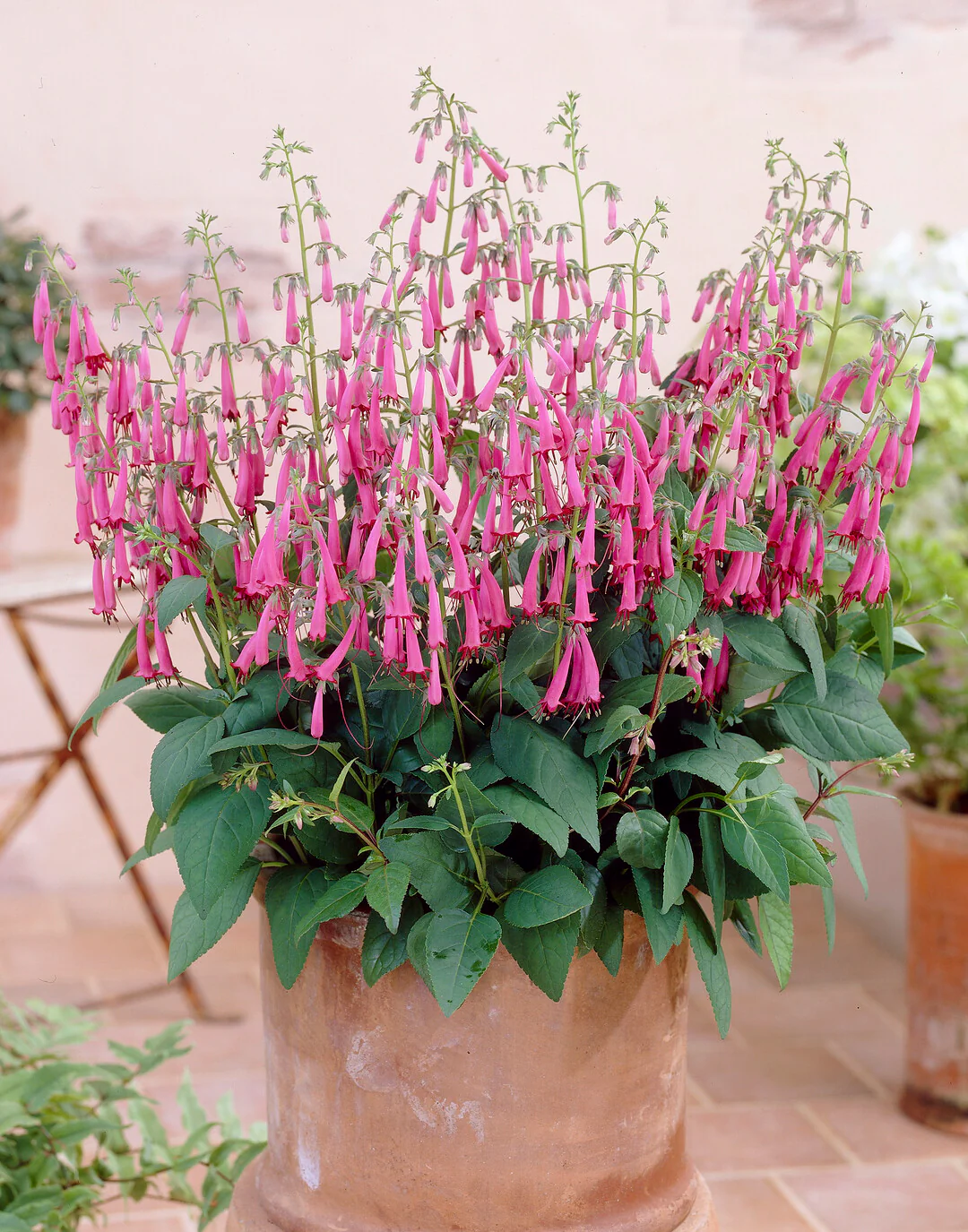 Phygelius 'Candy Drops Deep Rose' - Image 2