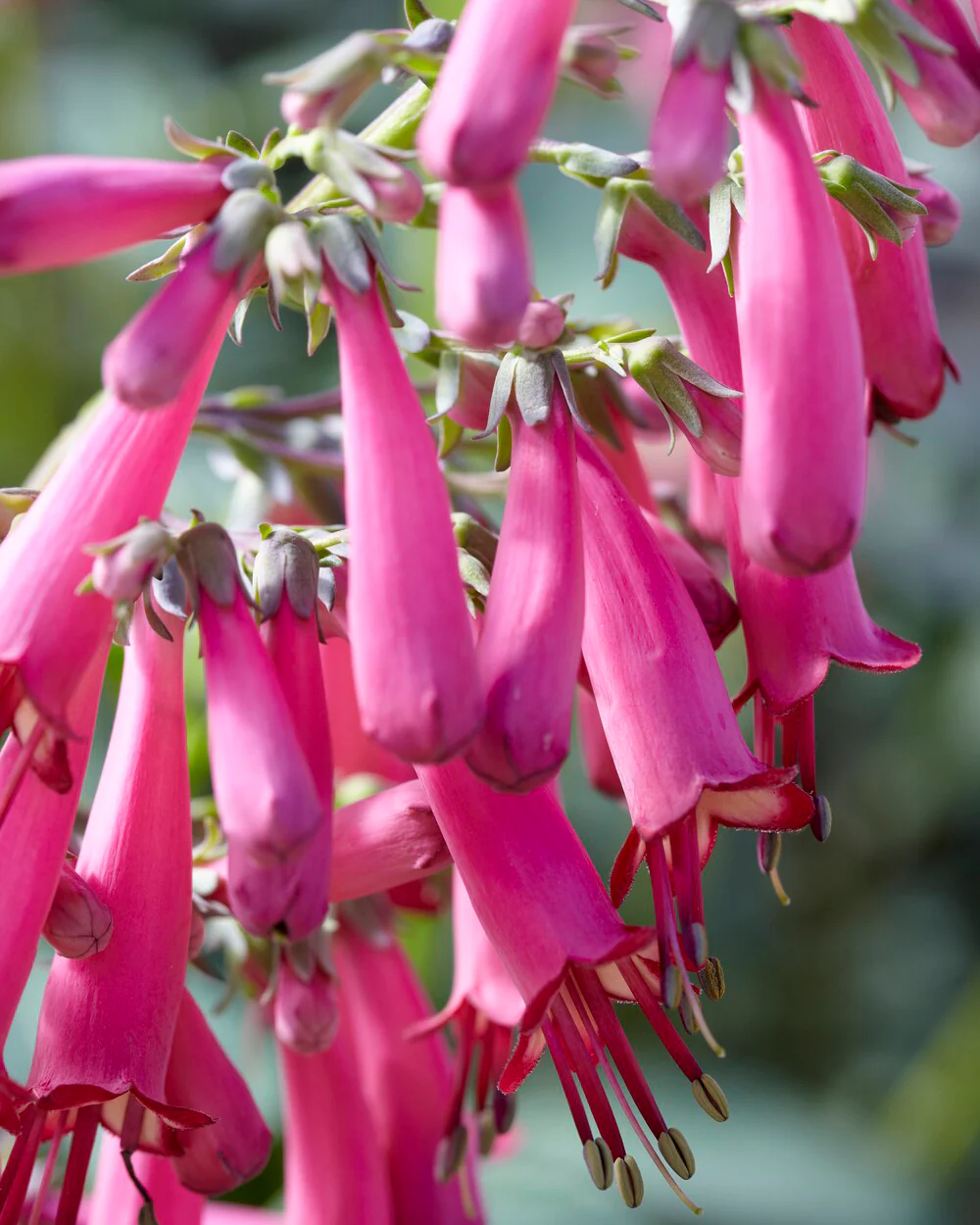 Phygelius 'Candy Drops Deep Rose' - Image 4