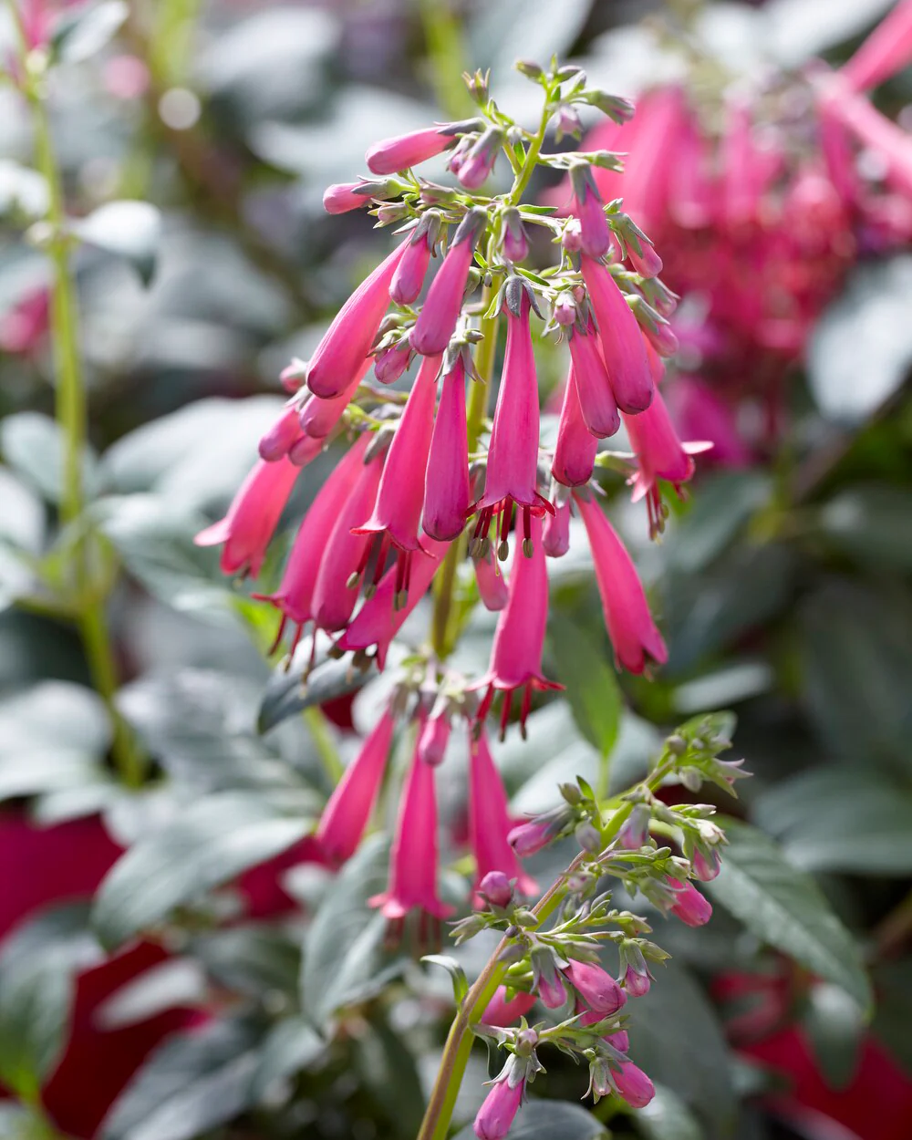 Phygelius 'Candy Drops Deep Rose' - Image 5