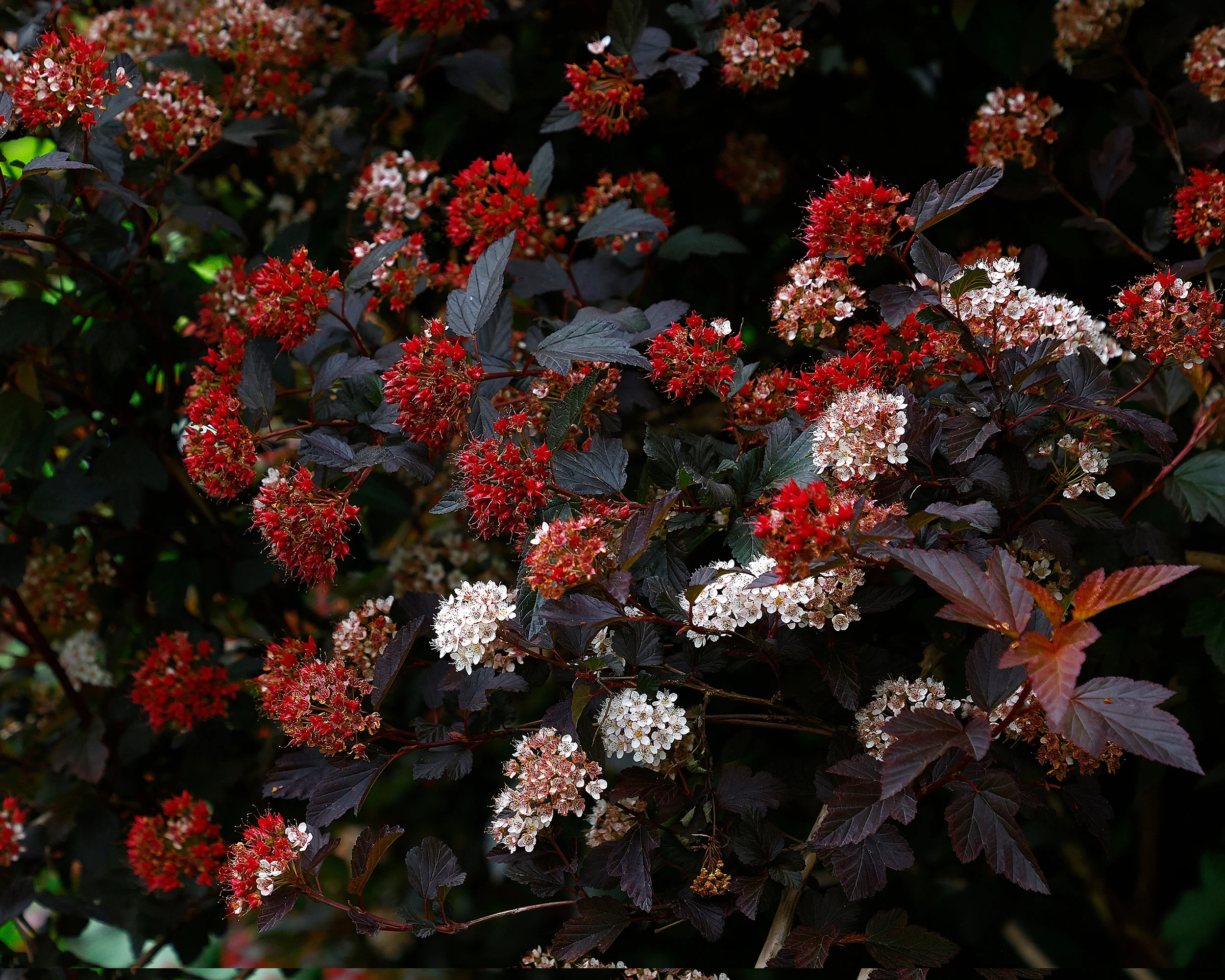 Physocarpus 'Diable d'Or' - Image 10