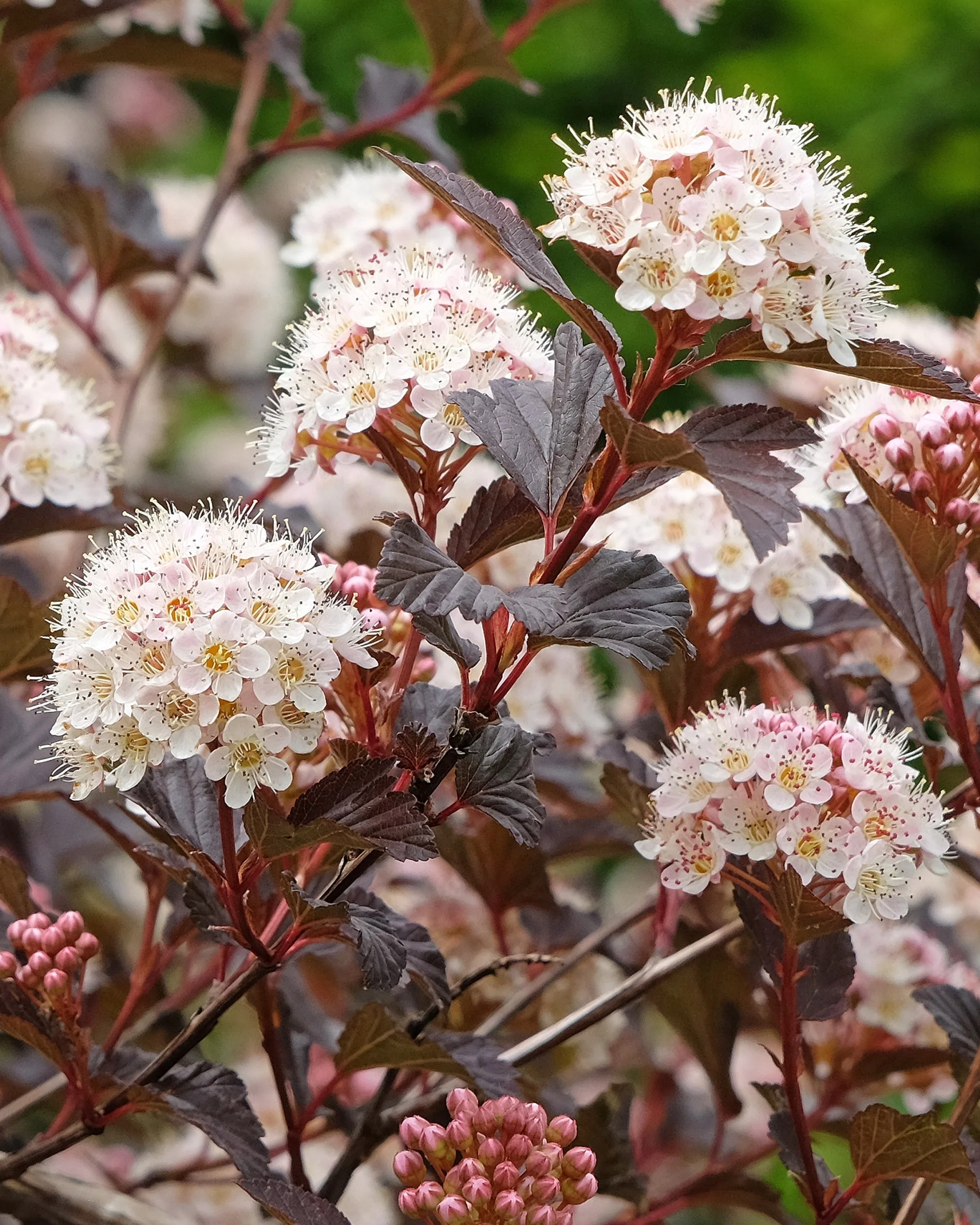 Physocarpus 'Diable d'Or' - Image 2