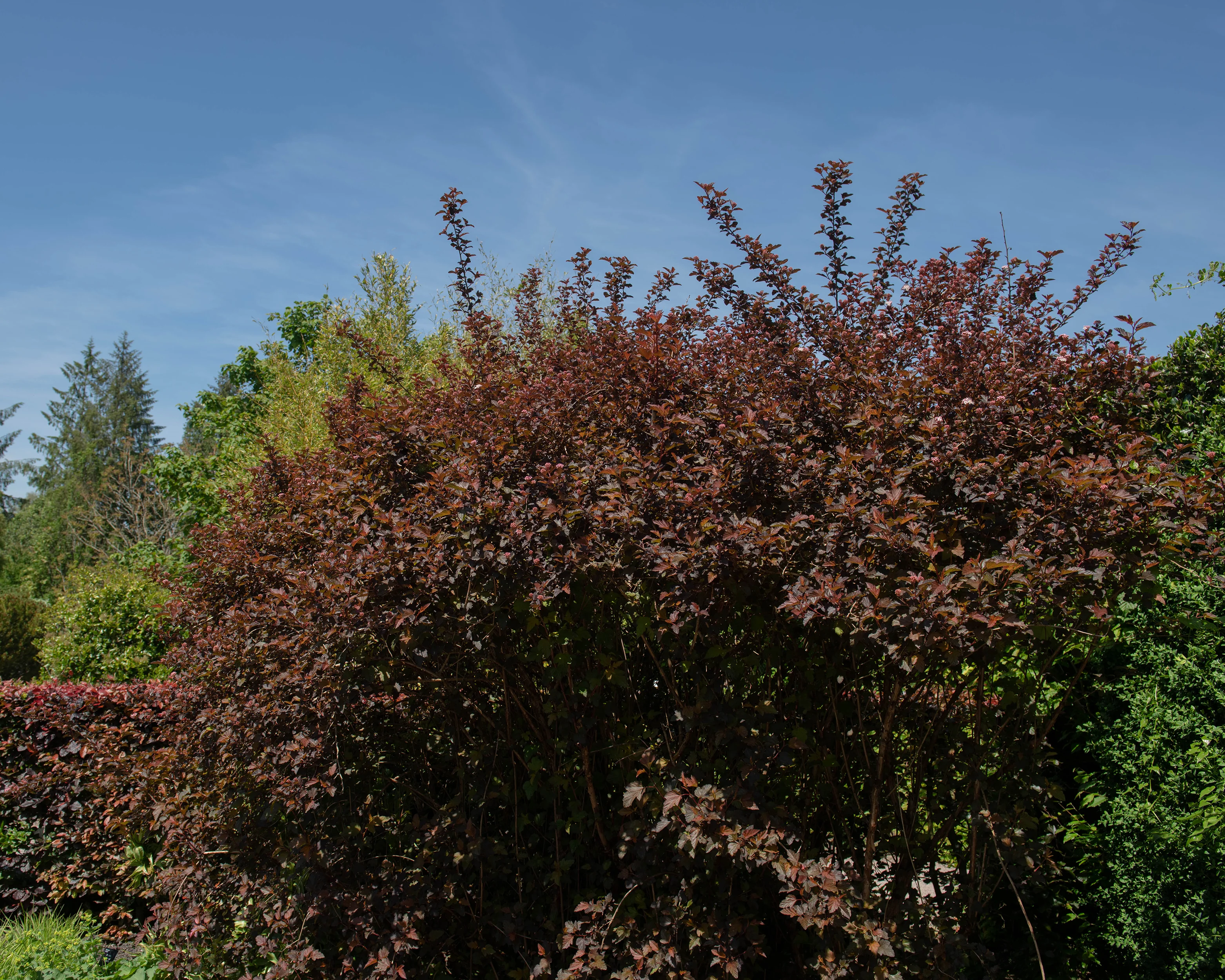 Physocarpus 'Diable d'Or' - Image 3