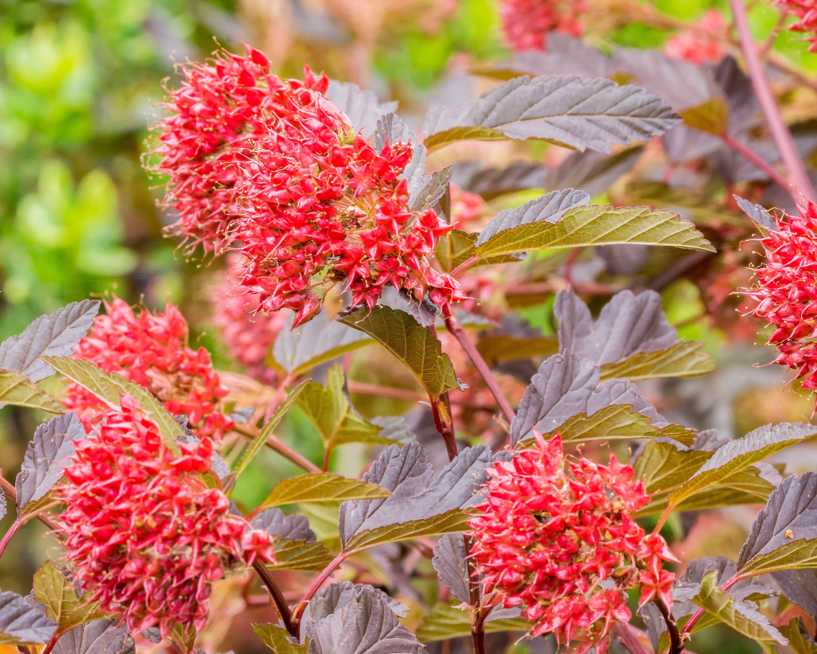 Physocarpus 'Diable d'Or' - Image 4