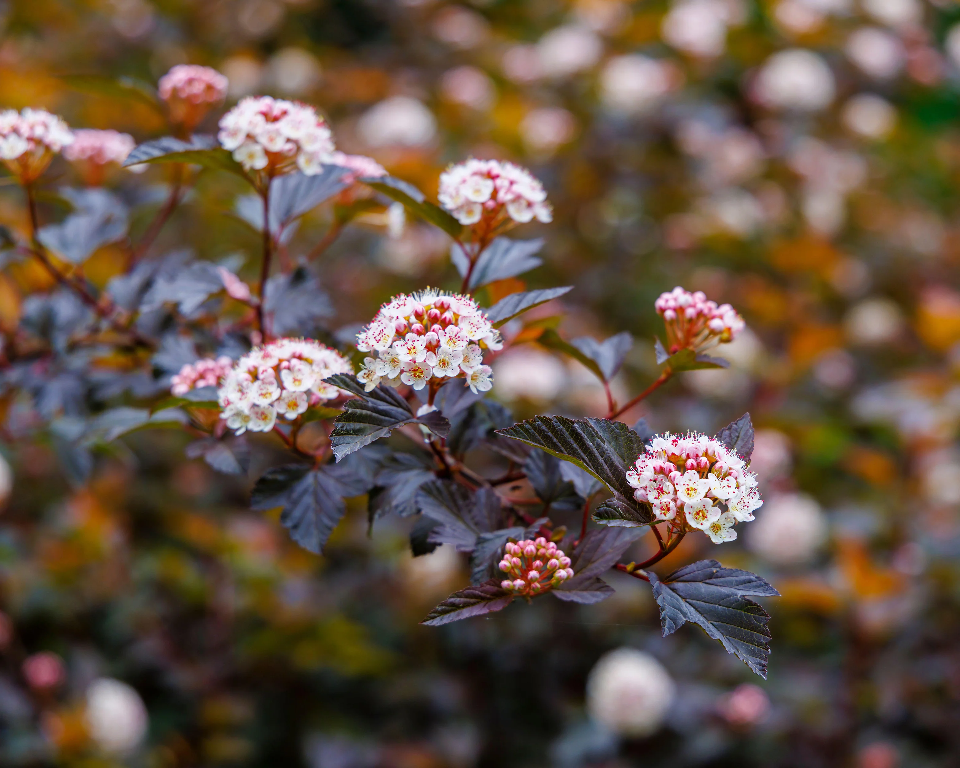 Physocarpus 'Diable d'Or' - Image 5