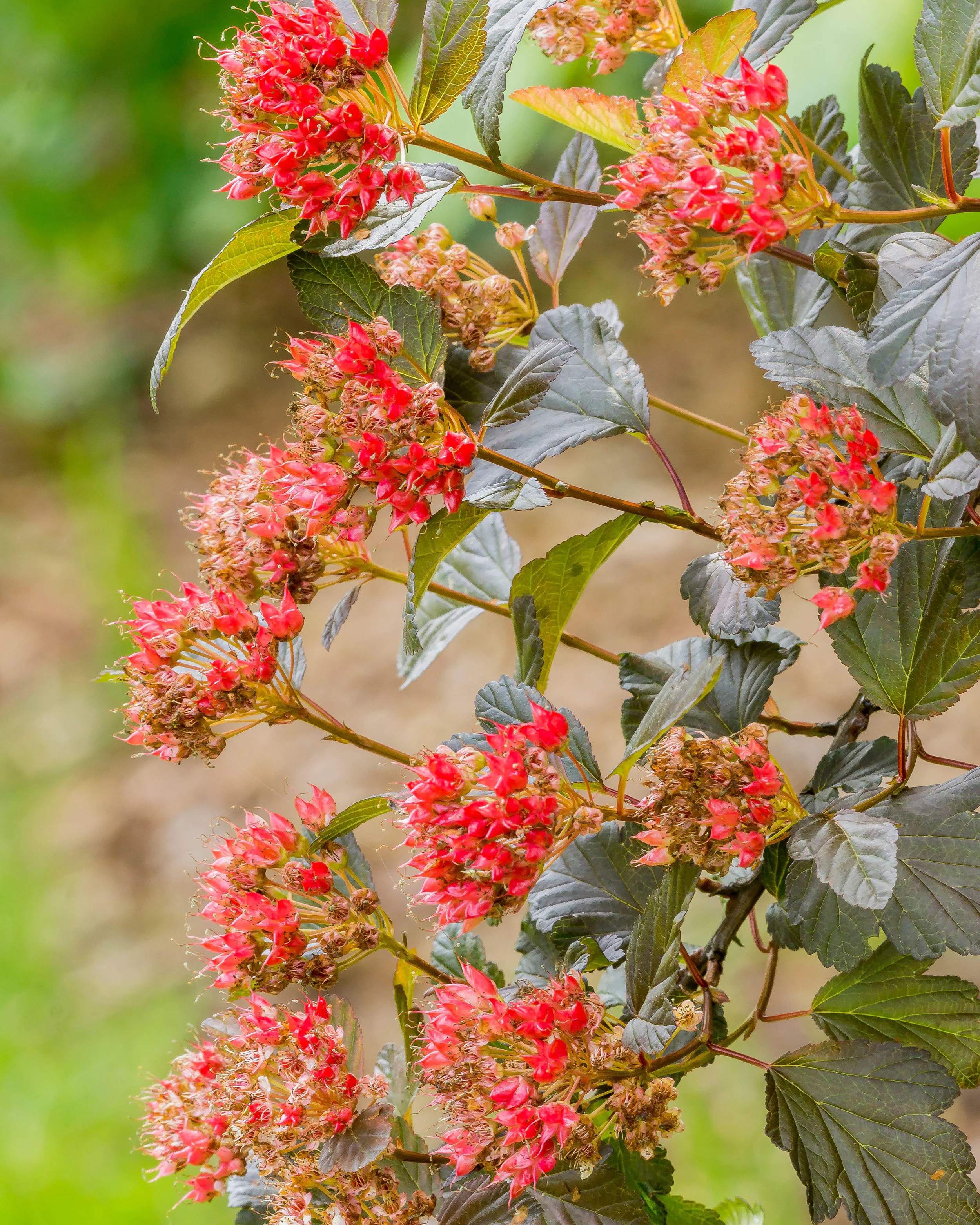 Physocarpus 'Diable d'Or' - Image 6