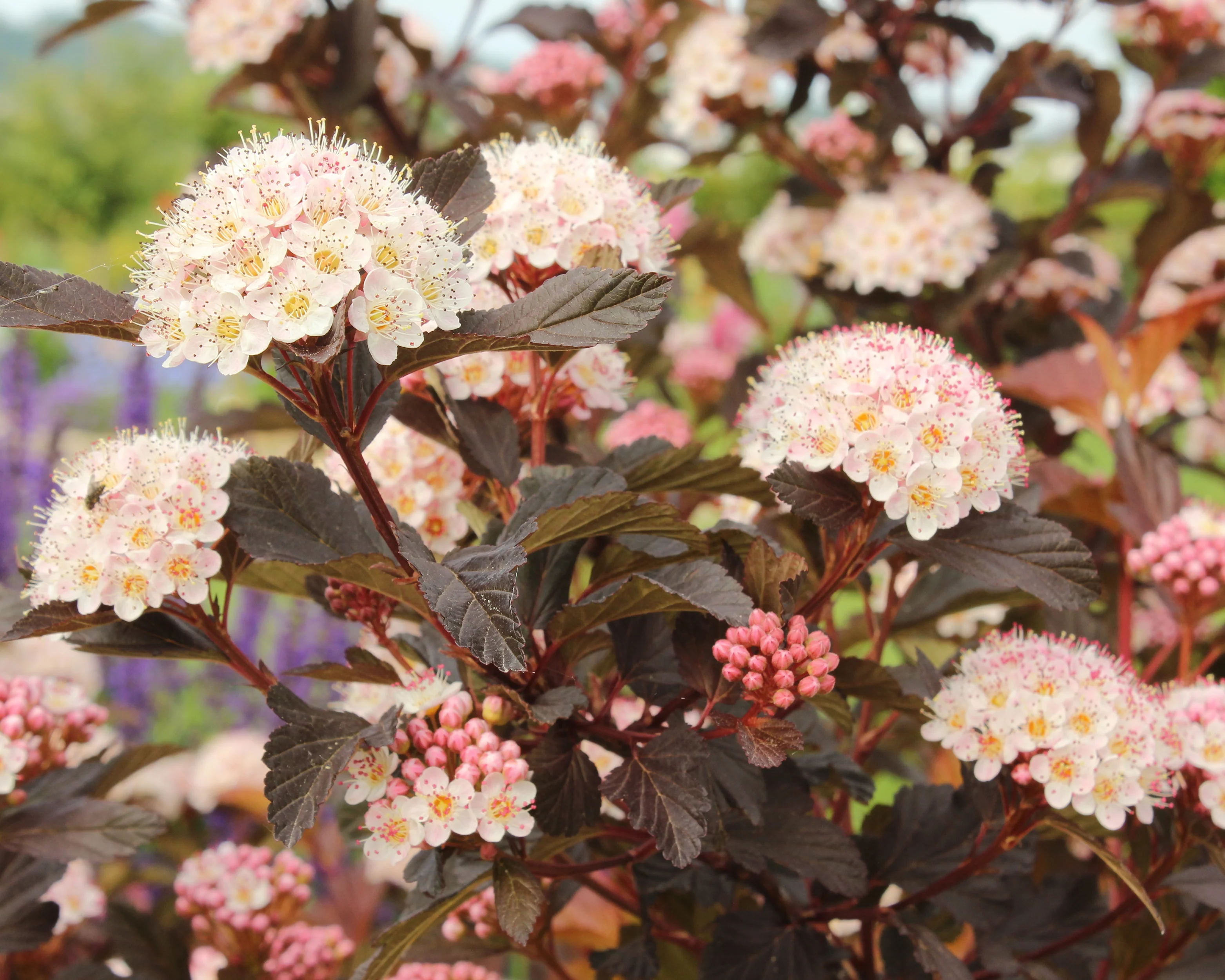 Physocarpus 'Diable d'Or' - Image 8