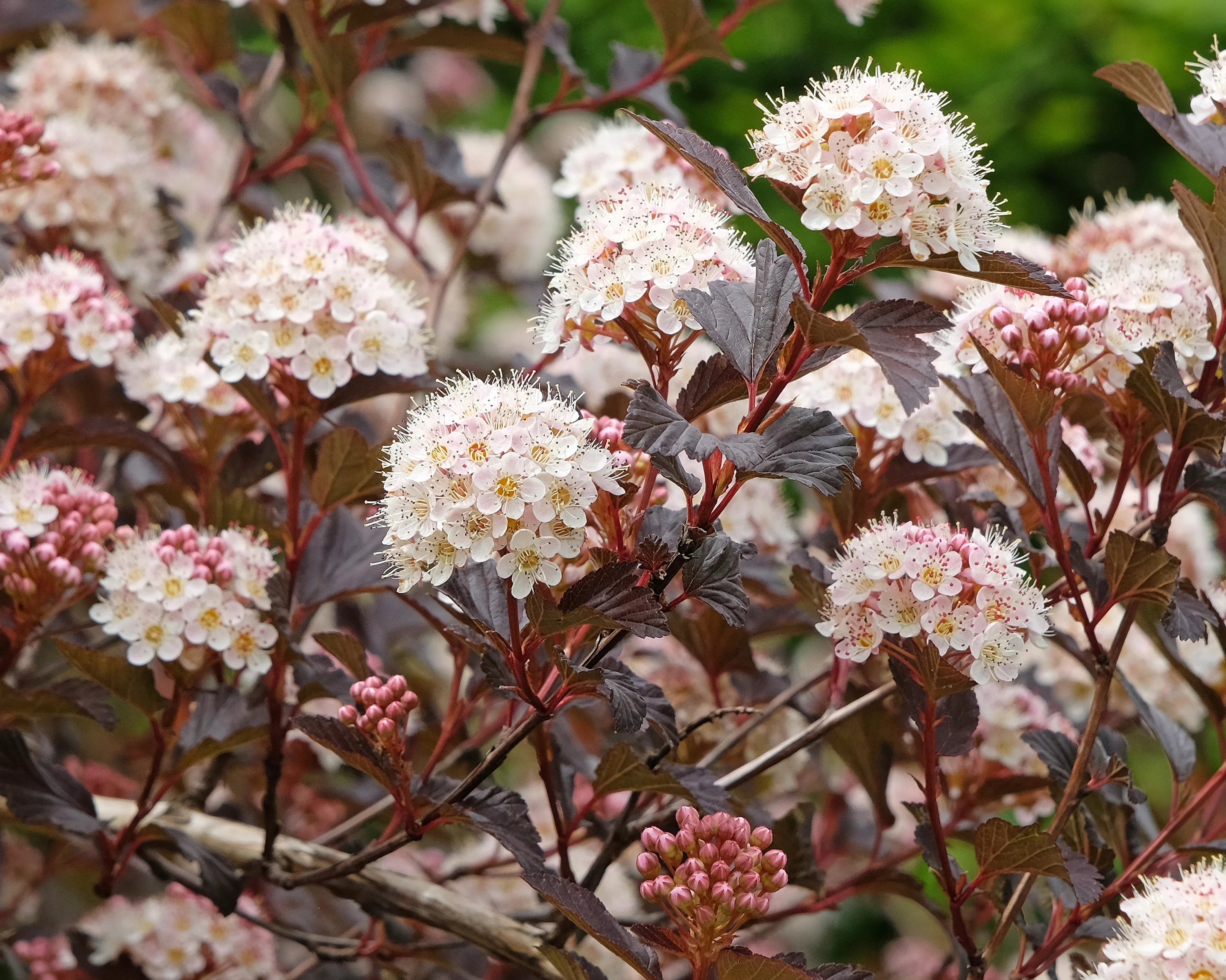 Physocarpus 'Diable d'Or' - Image 9