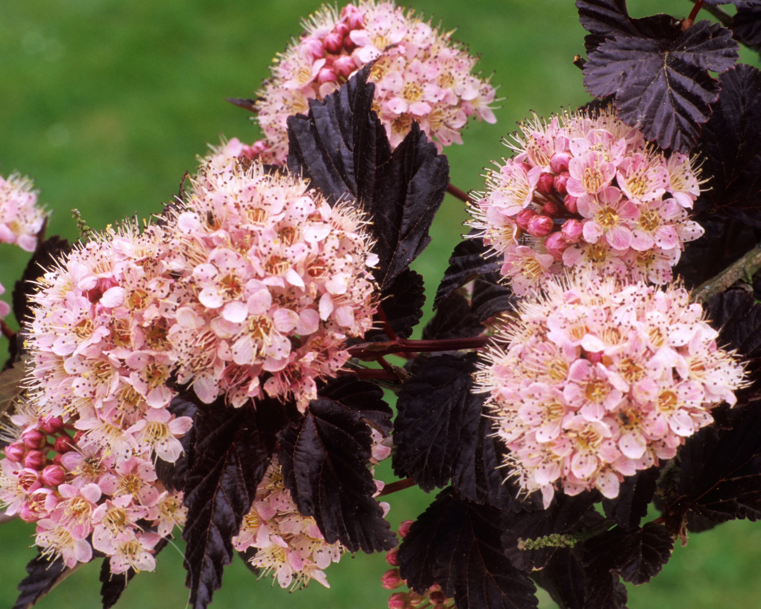 Physocarpus 'Lady in Red' - Image 5
