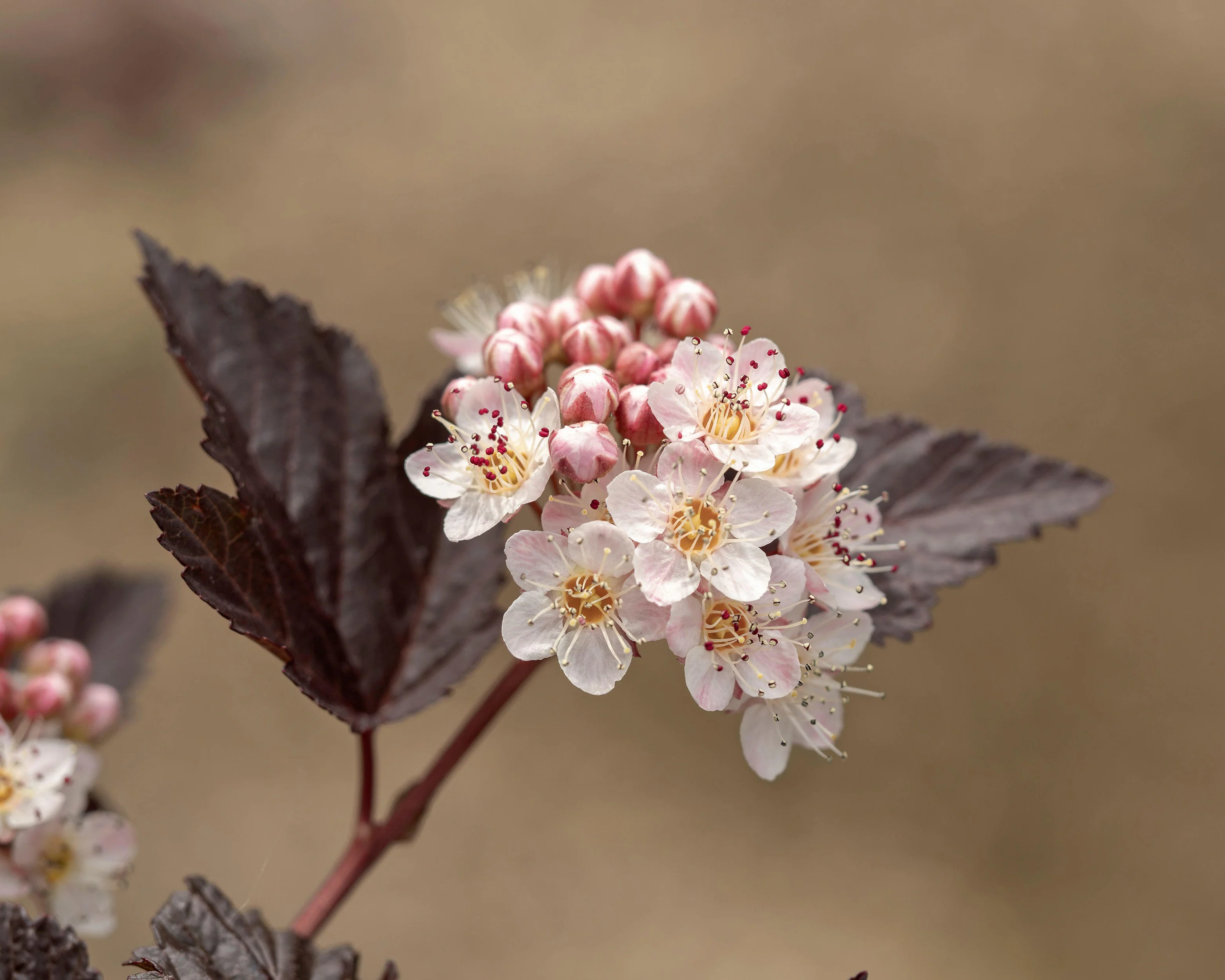 Physocarpus 'Lady in Red' - Image 6