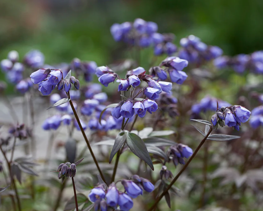 Polemonium 'Heaven Scent' - Image 2