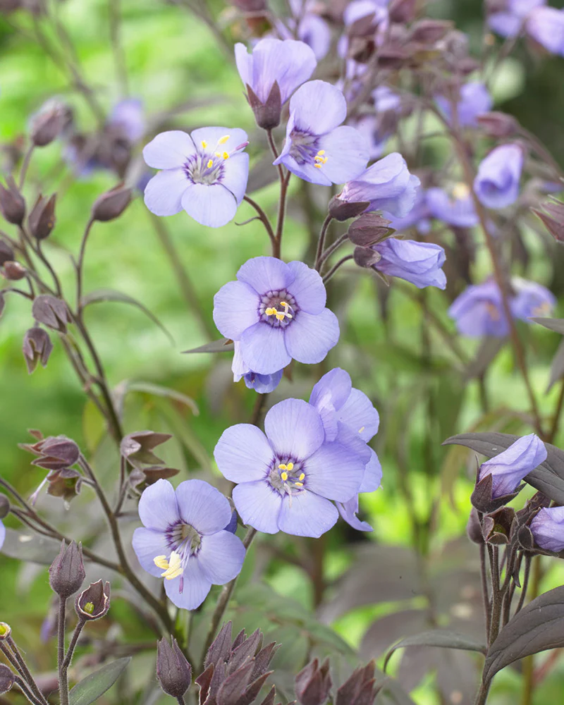 Polemonium 'Heaven Scent' - Image 3