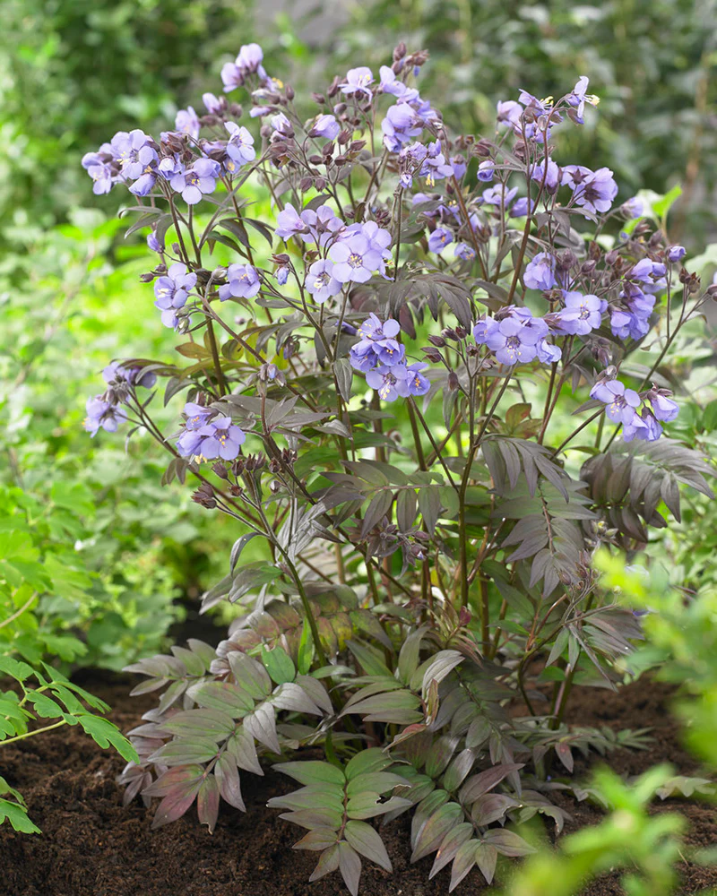 Polemonium 'Heaven Scent' - Image 4