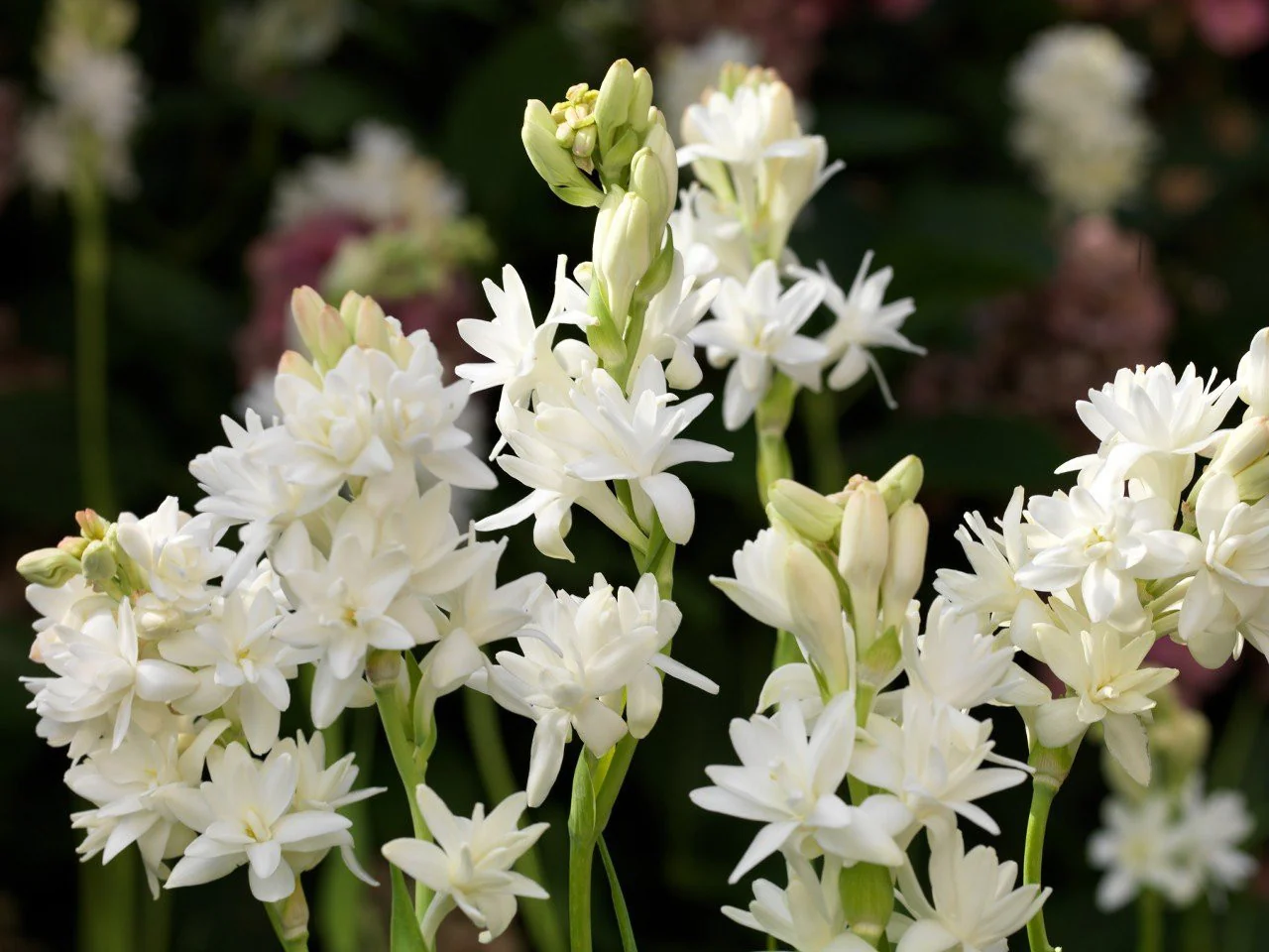 Polianthes 'The Pearl' - Image 3