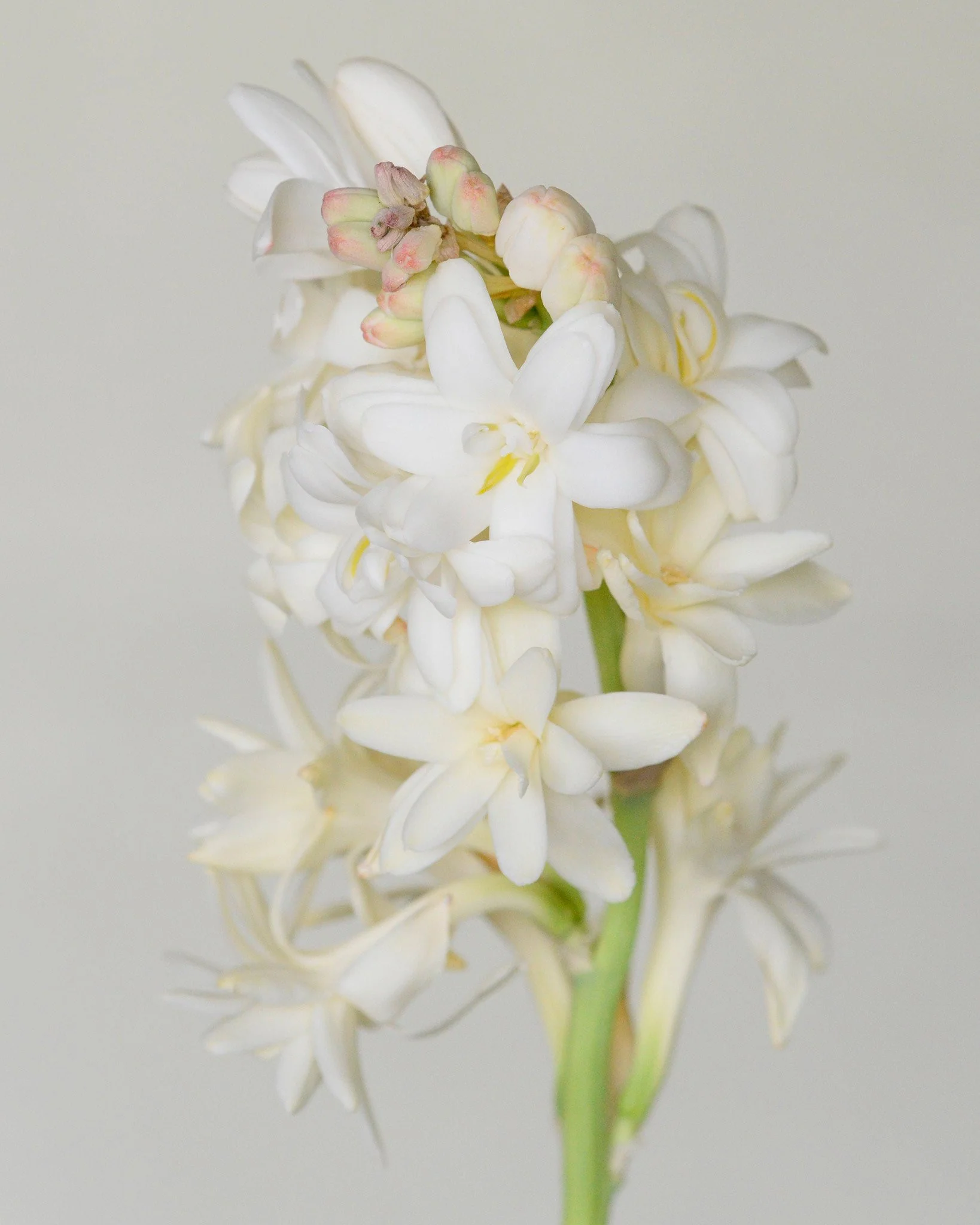 Polianthes 'The Pearl' - Image 5