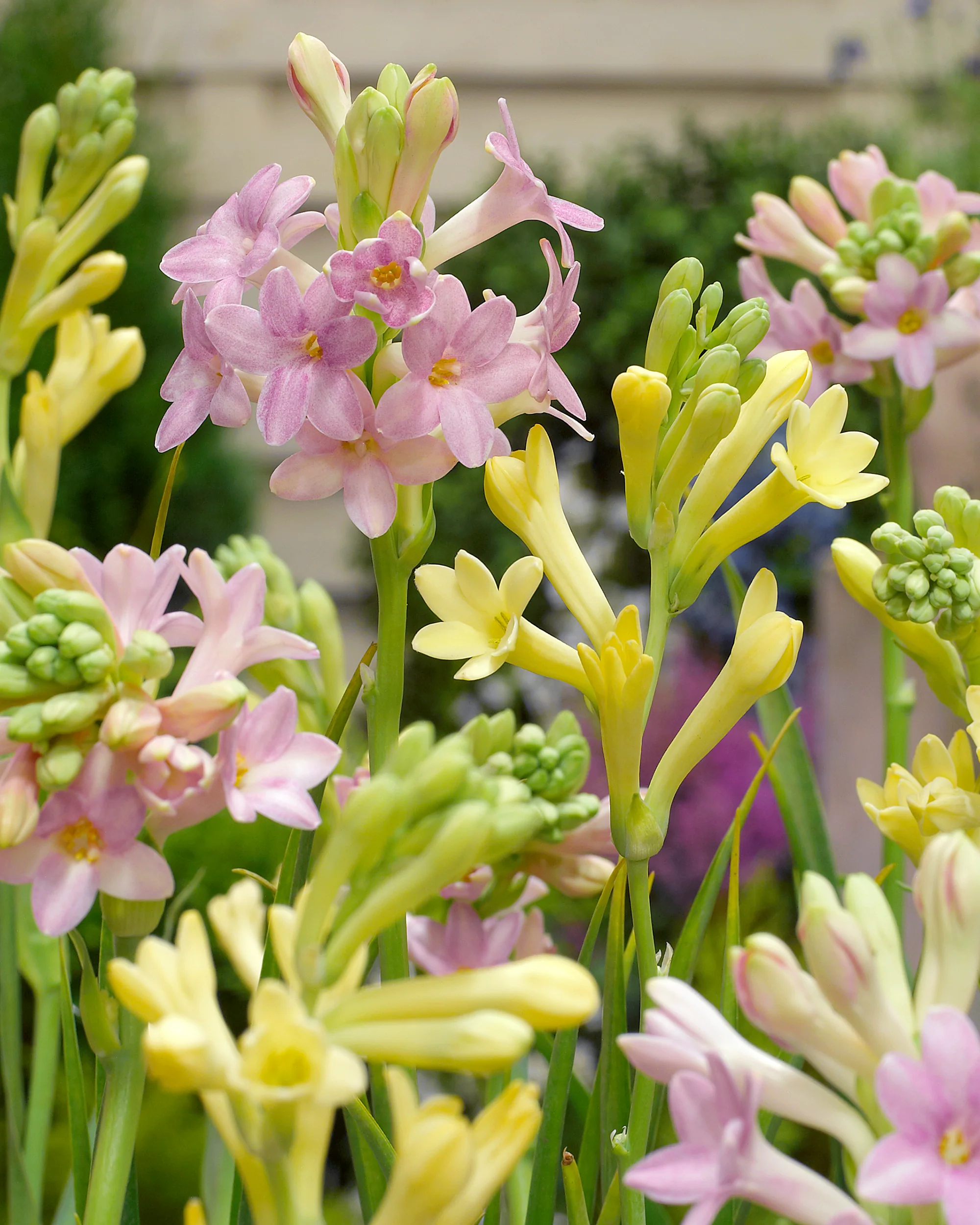 Polianthes 'Super Gold' - Image 3