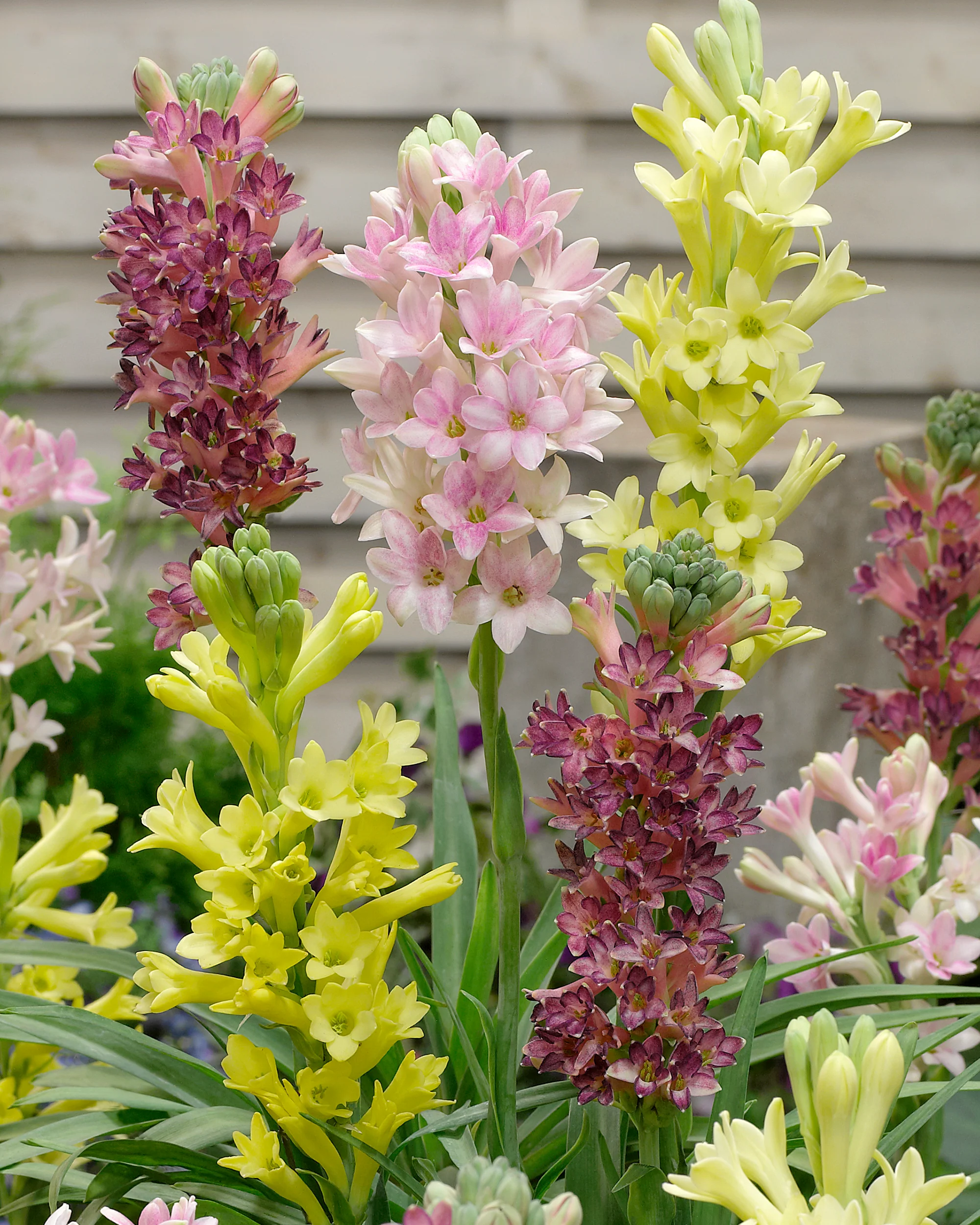 Polianthes 'Super Gold' - Image 4