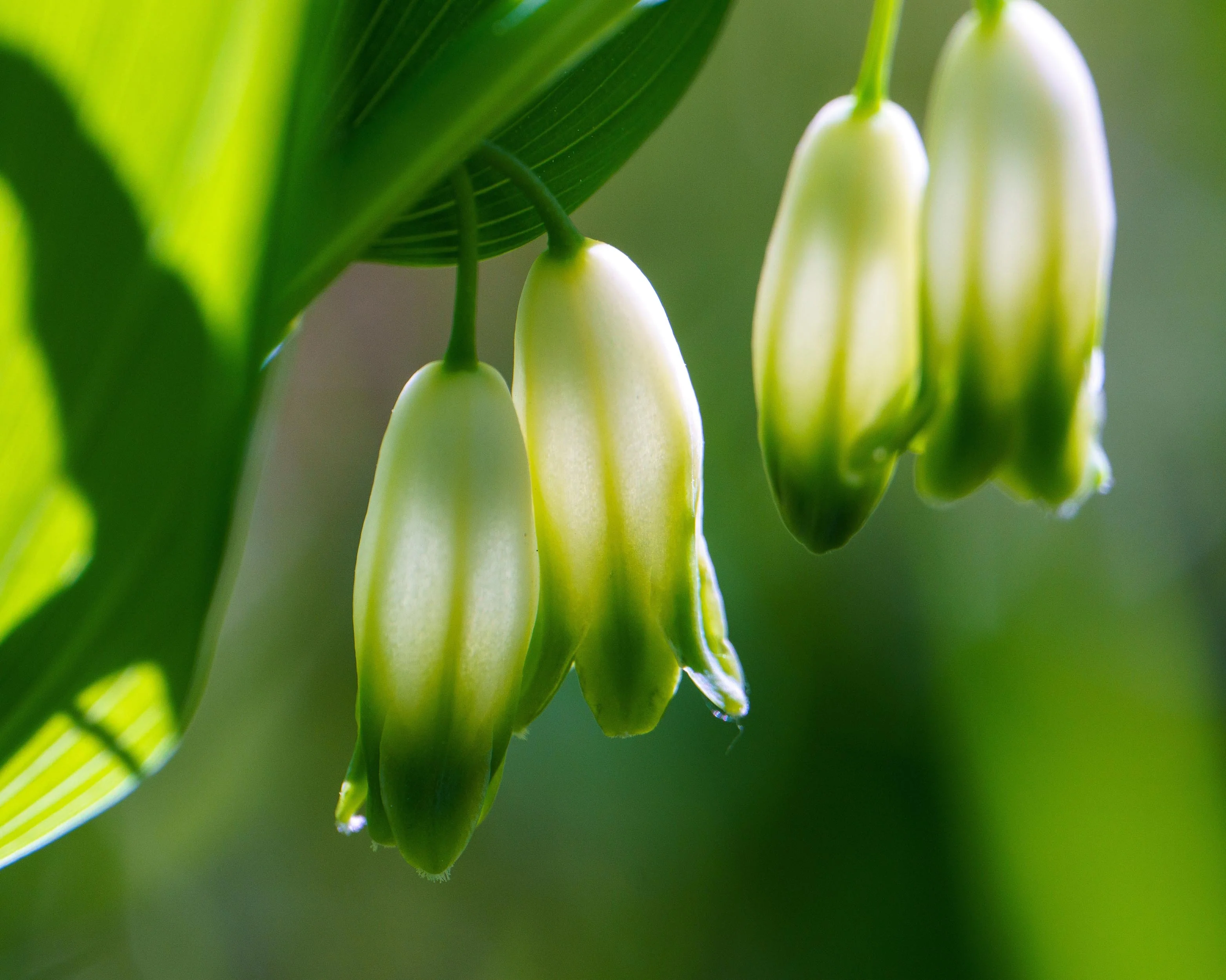 Polygonatum multiflorum - Image 10