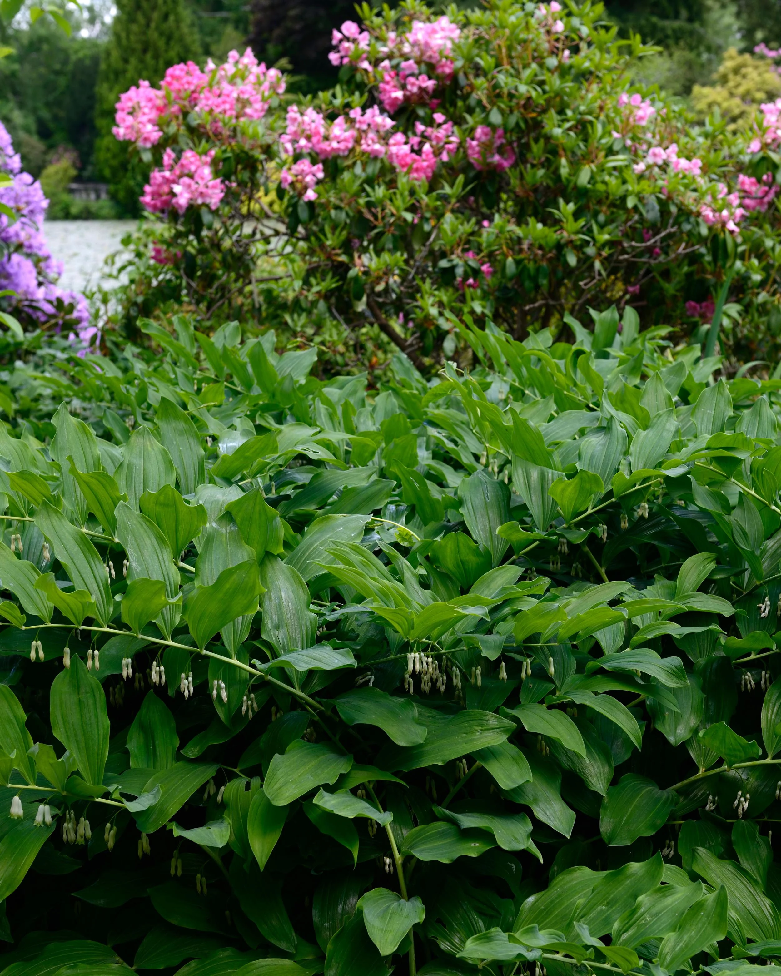 Polygonatum multiflorum - Image 2