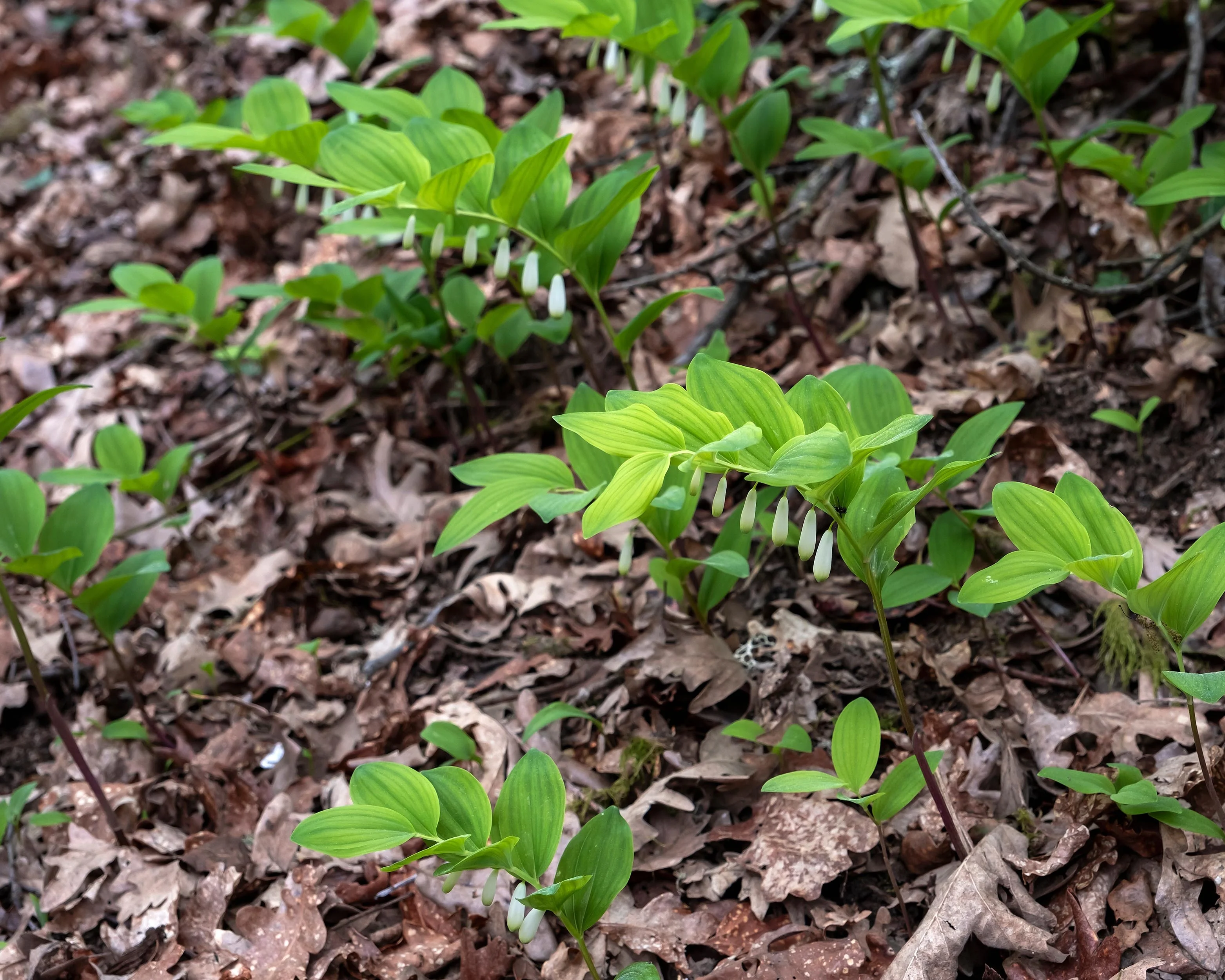 Polygonatum multiflorum - Image 6