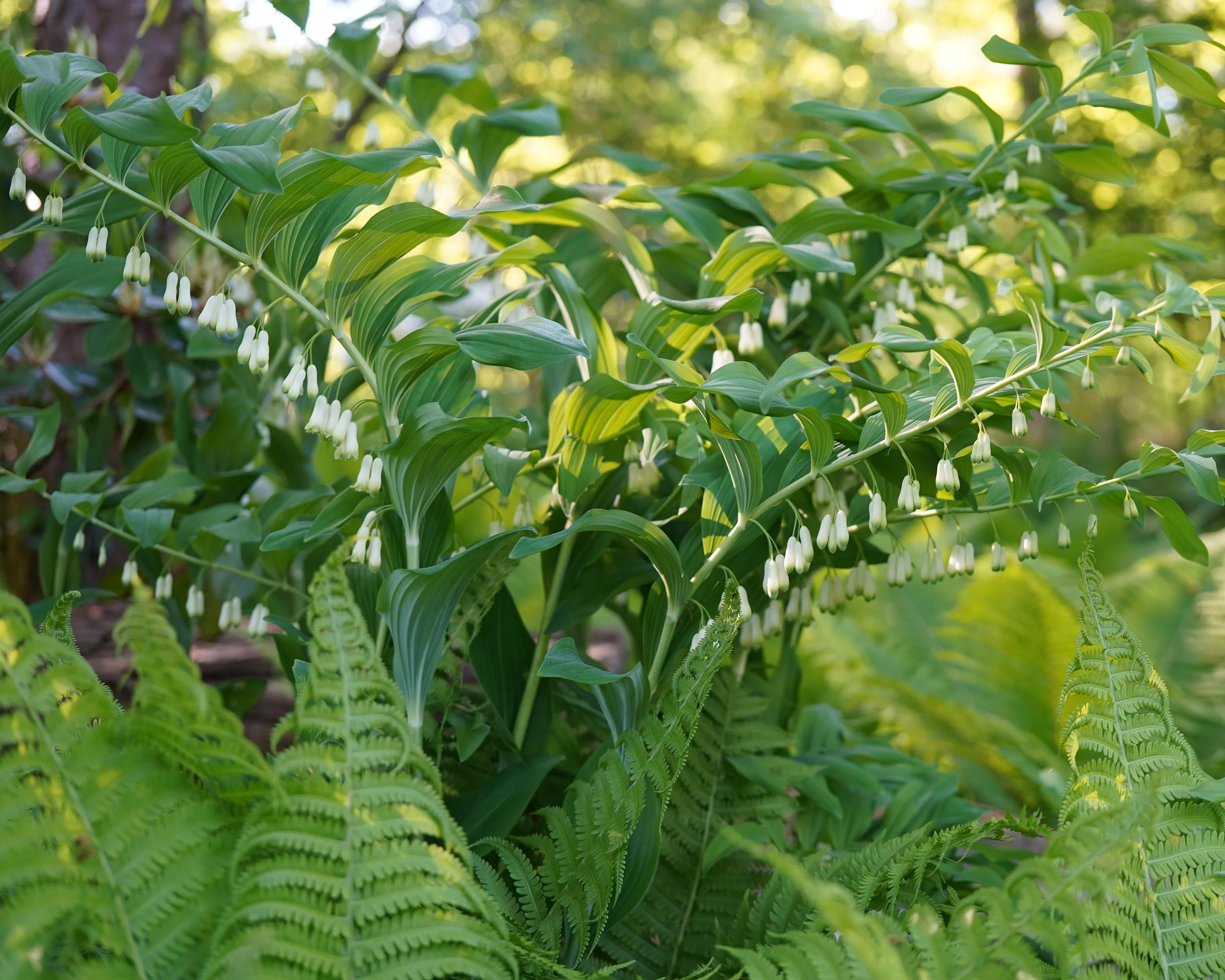 Polygonatum multiflorum - Image 7