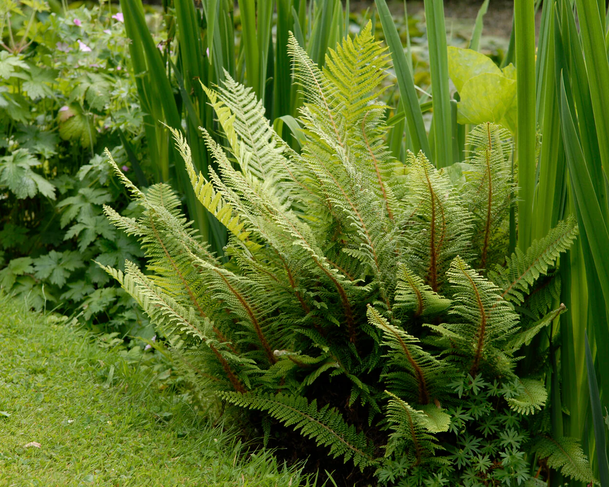 Polystichum 'Plumosum' - Image 3
