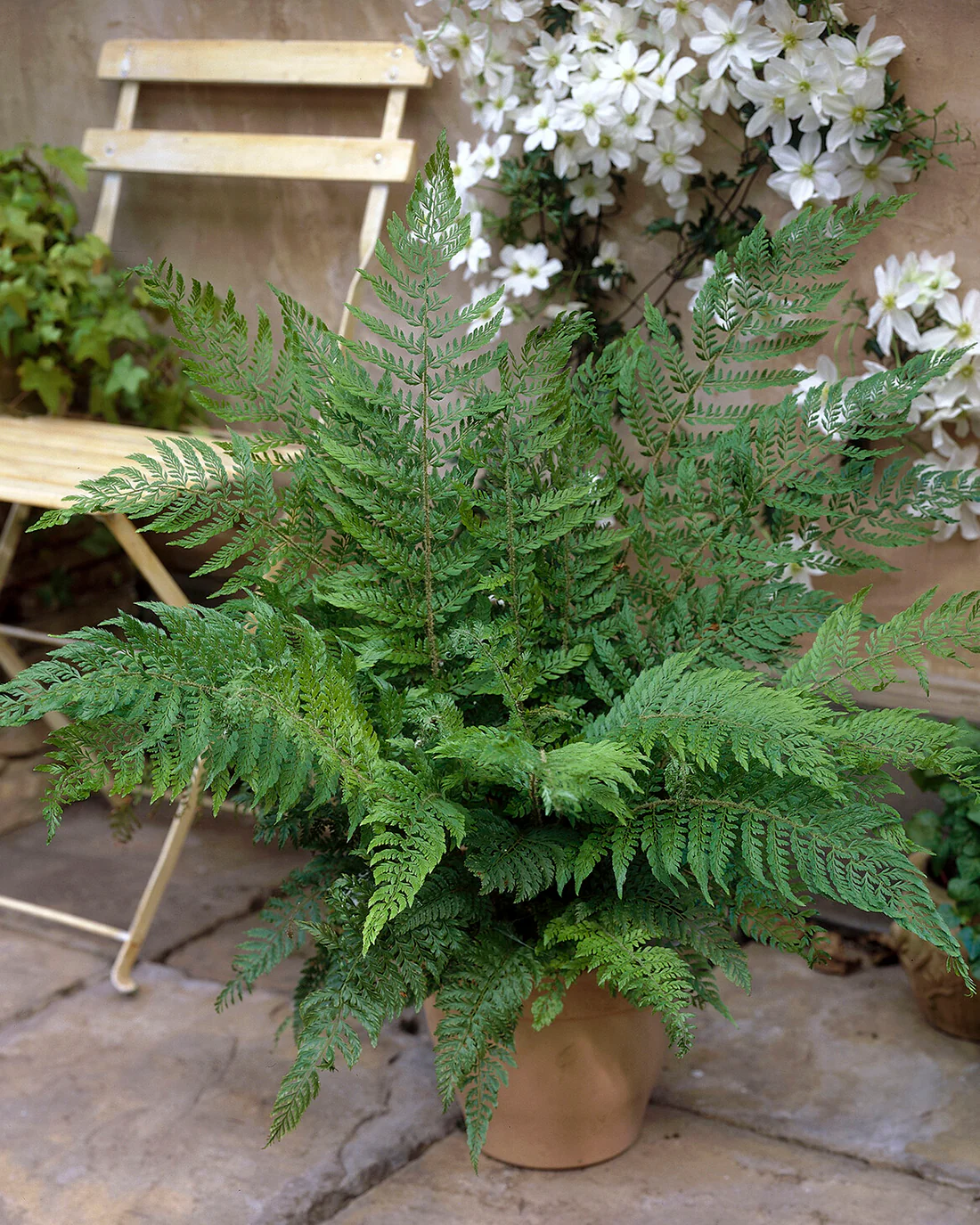 Polystichum 'Plumosum' - Image 4