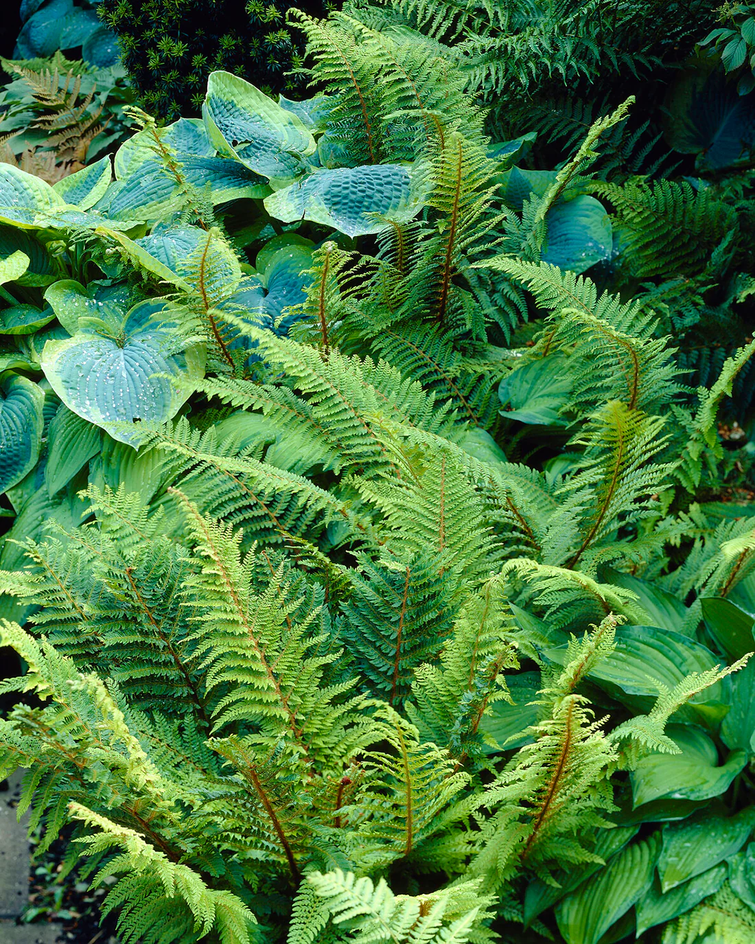 Polystichum 'Plumosum' - Image 5